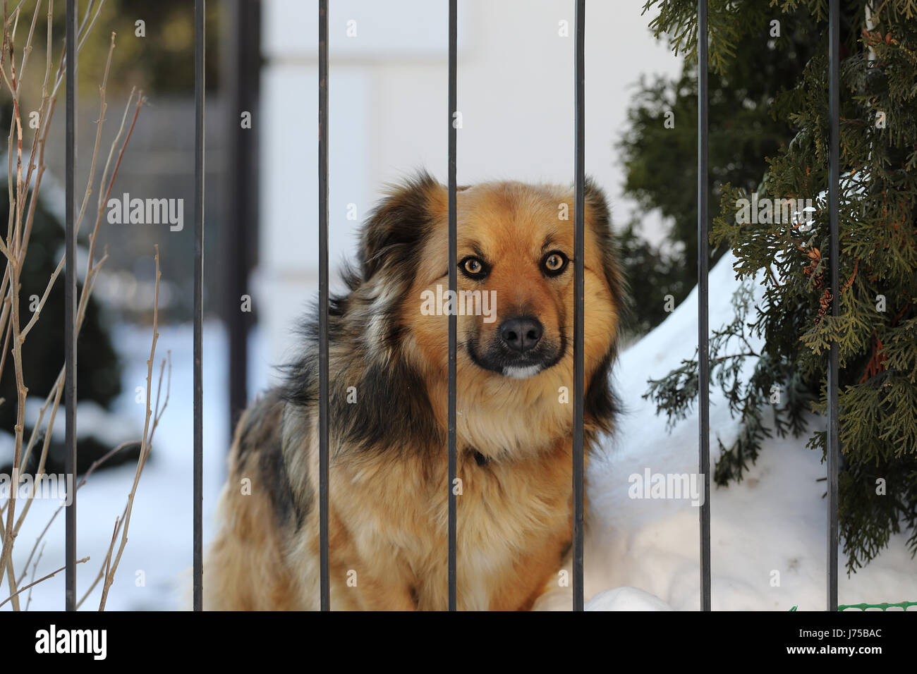 Dans la cage de chien triste Banque D'Images