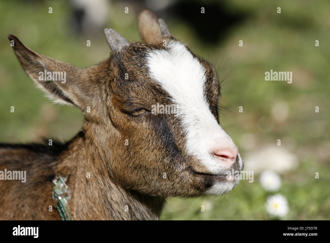 Plein d'enfant kid goat animal cute brunette brun marron Agriculture Agriculture Banque D'Images