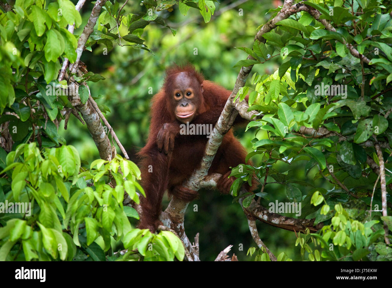 Un bébé orang-outan dans la nature. Indonésie. L'île de Kalimantan (Bornéo). Banque D'Images