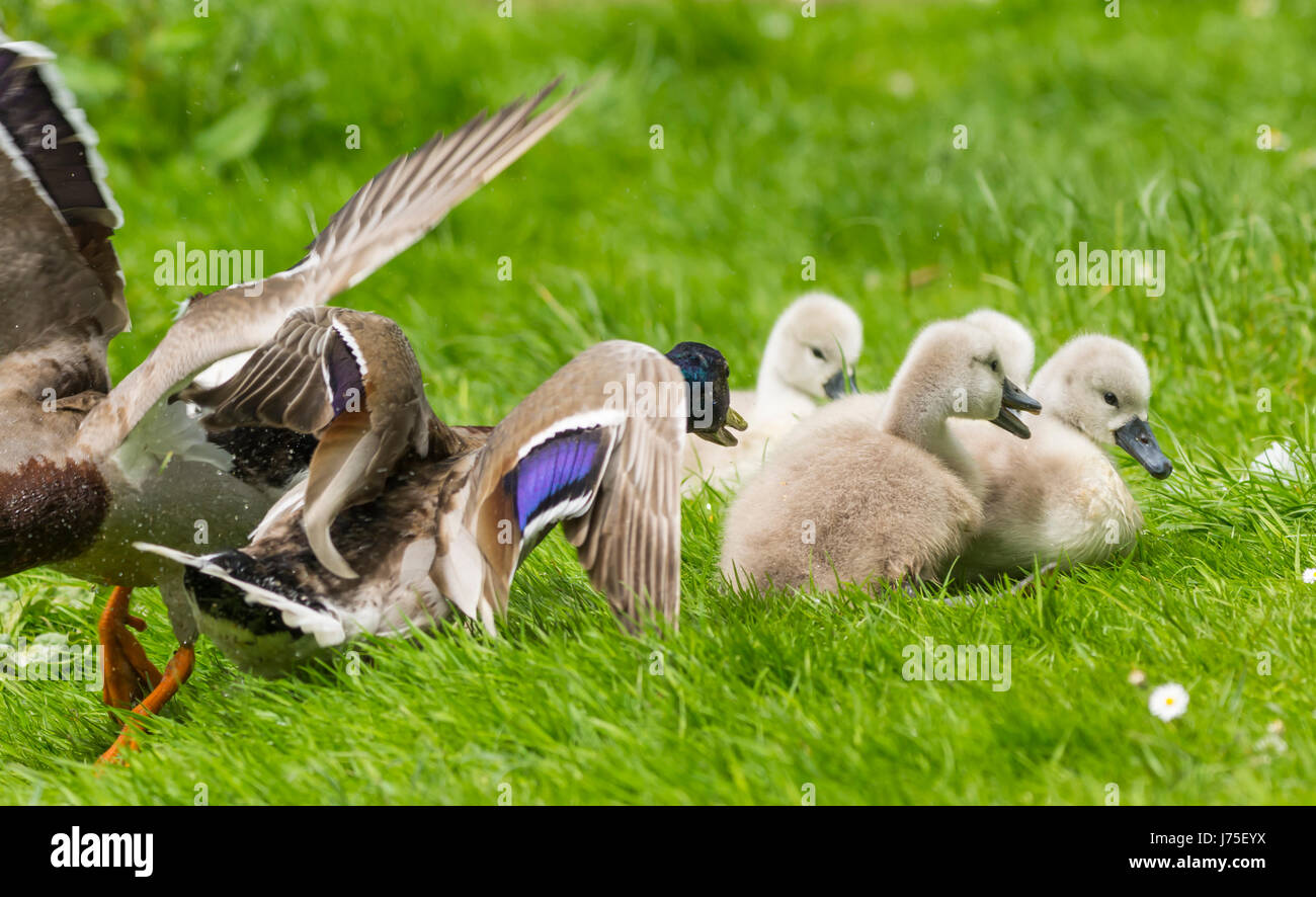 Bebe Canard Banque D Image Et Photos Alamy