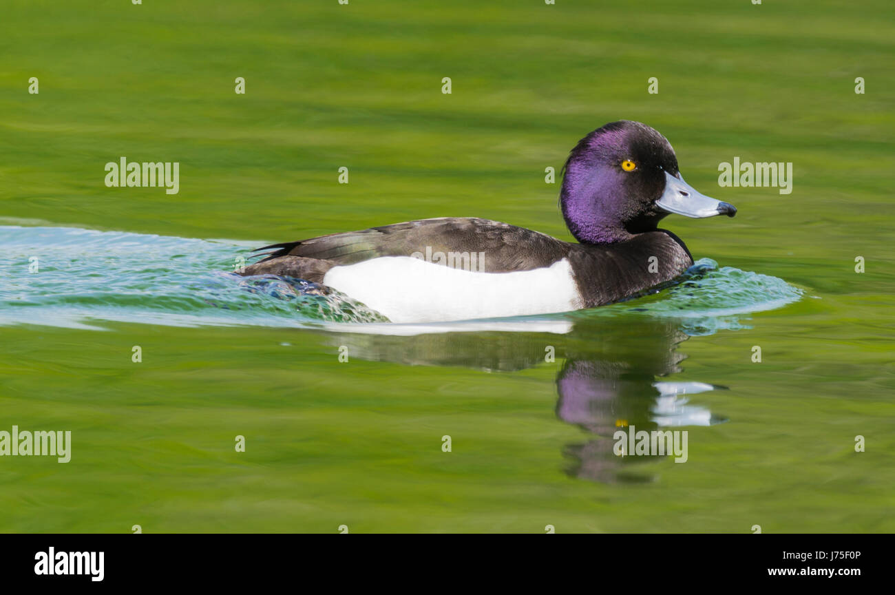 Fuligule morillon (Aythya fuligula). Vue latérale d'un fuligule morillon la natation dans un lac au printemps dans le West Sussex, Angleterre, Royaume-Uni. Banque D'Images