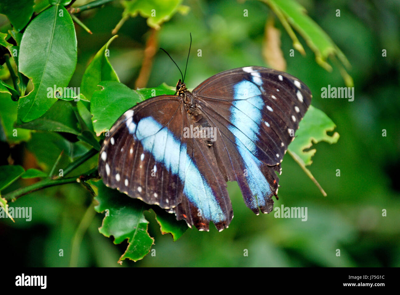 Papillon papillon papillon brimstone swallowtail exot atlasfalter attacus atlas Banque D'Images