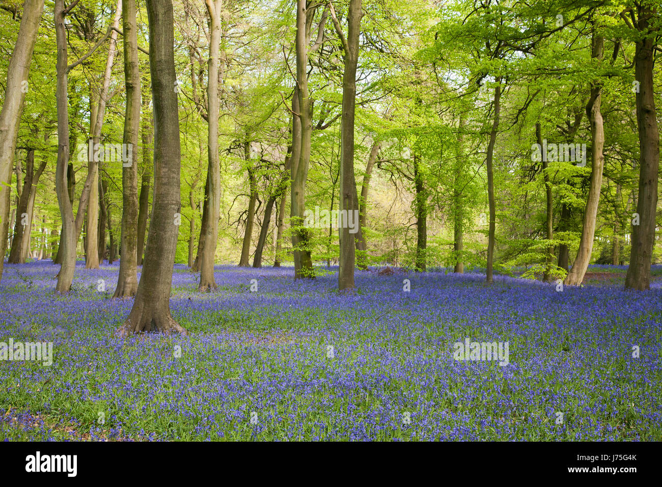 Blue Bells in Nuffield woodland Oxfordshire, arbres produisent effet 3d Banque D'Images
