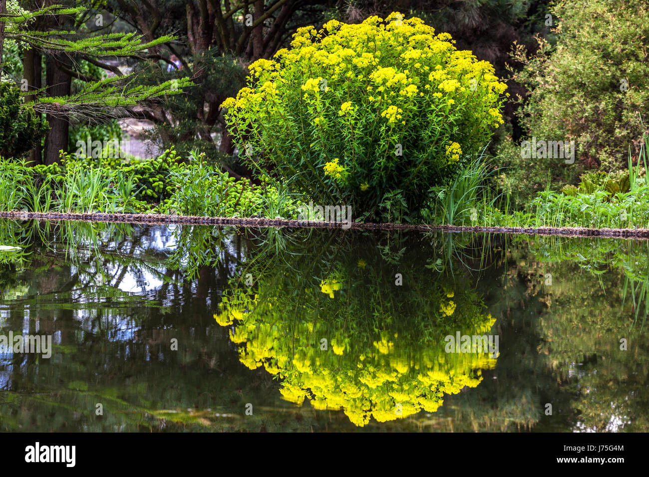 Euphorbia palustris le marais spherte printemps floraison à l'étang de jardin Banque D'Images