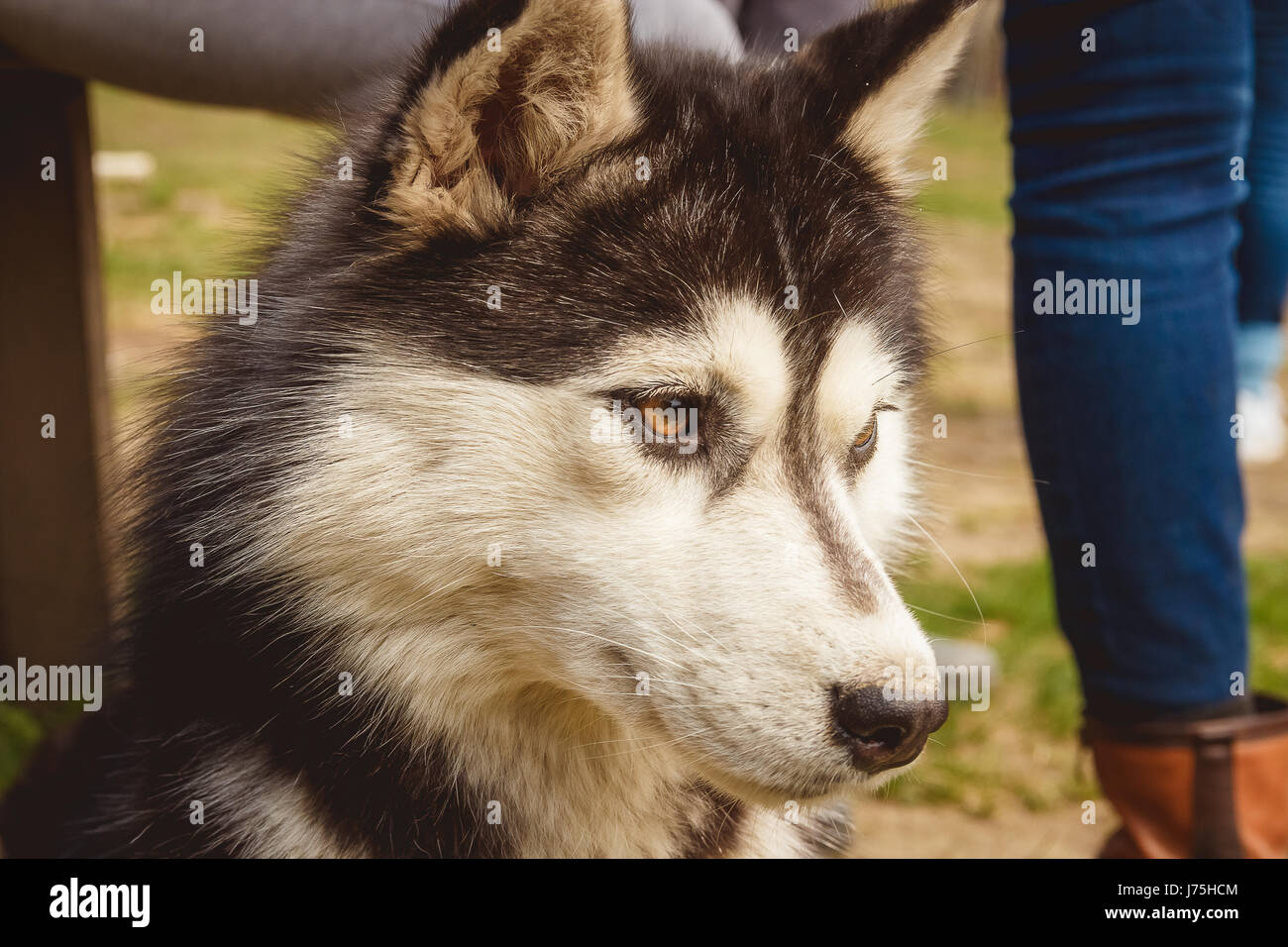 Noir et blanc Portrait chien Husky en fond d'herbe verte Banque D'Images