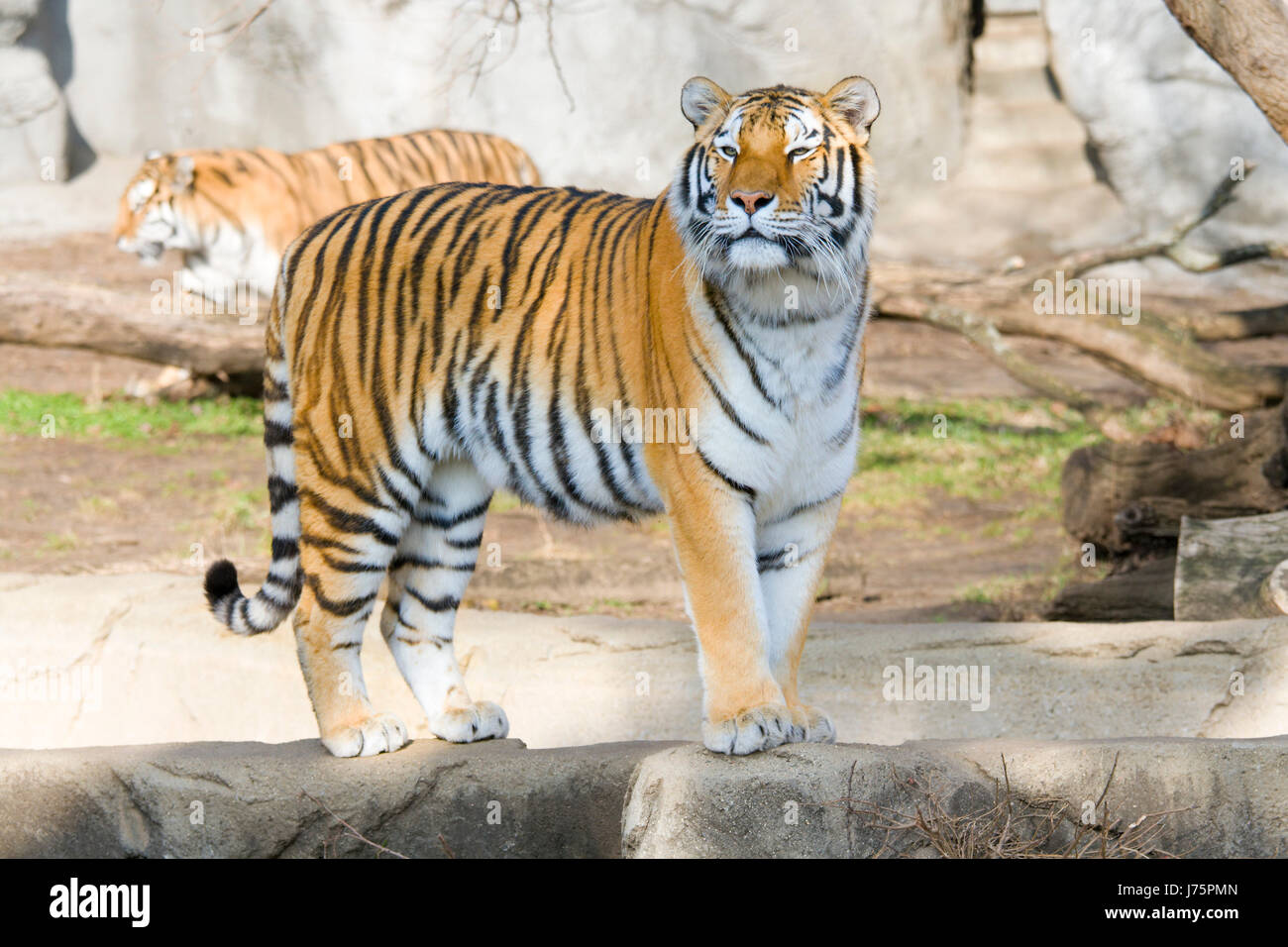 Big cat animal chat félin tigre prédateur prédateur de la faune permanent pussycat Banque D'Images