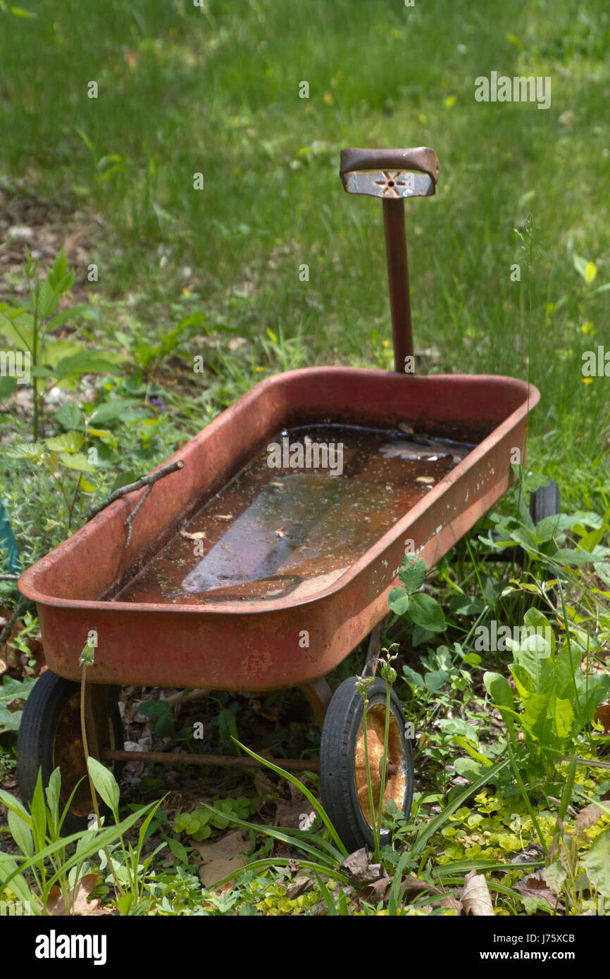 Little Red Wagon assis dans l'herbe pleine d'eau stagnante, un lieu de reproduction idéal pour les larves de moustiques en été Banque D'Images