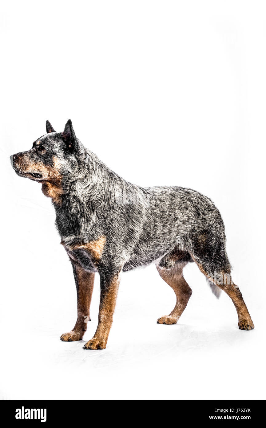 Portrait d'un chien de bétail australien sur un fond blanc Banque D'Images