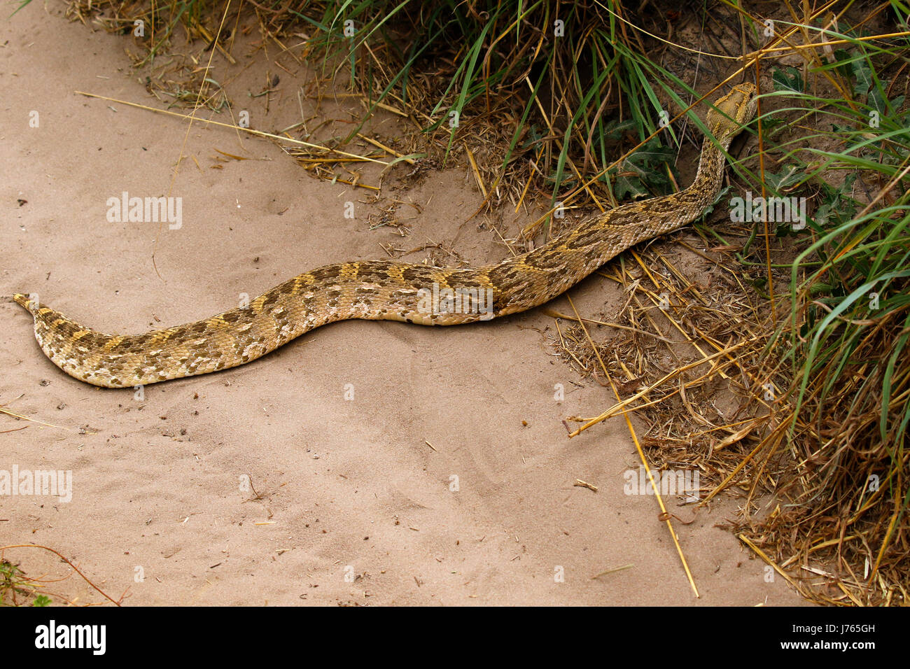 La Puff adder africaine est une espèce de serpent venimeux viper Banque D'Images