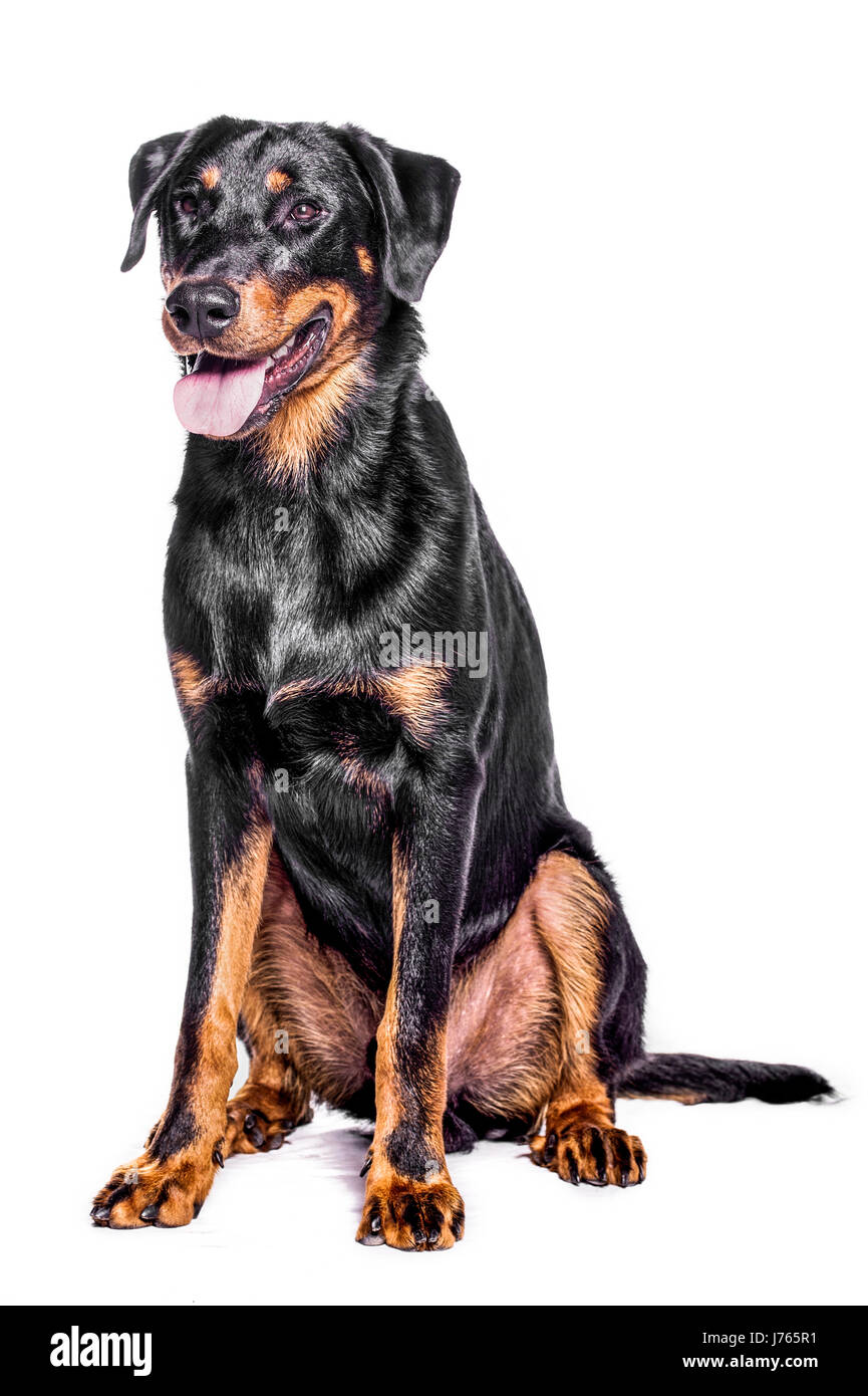 Portrait d'un beauceron berger français sur un fond blanc Banque D'Images