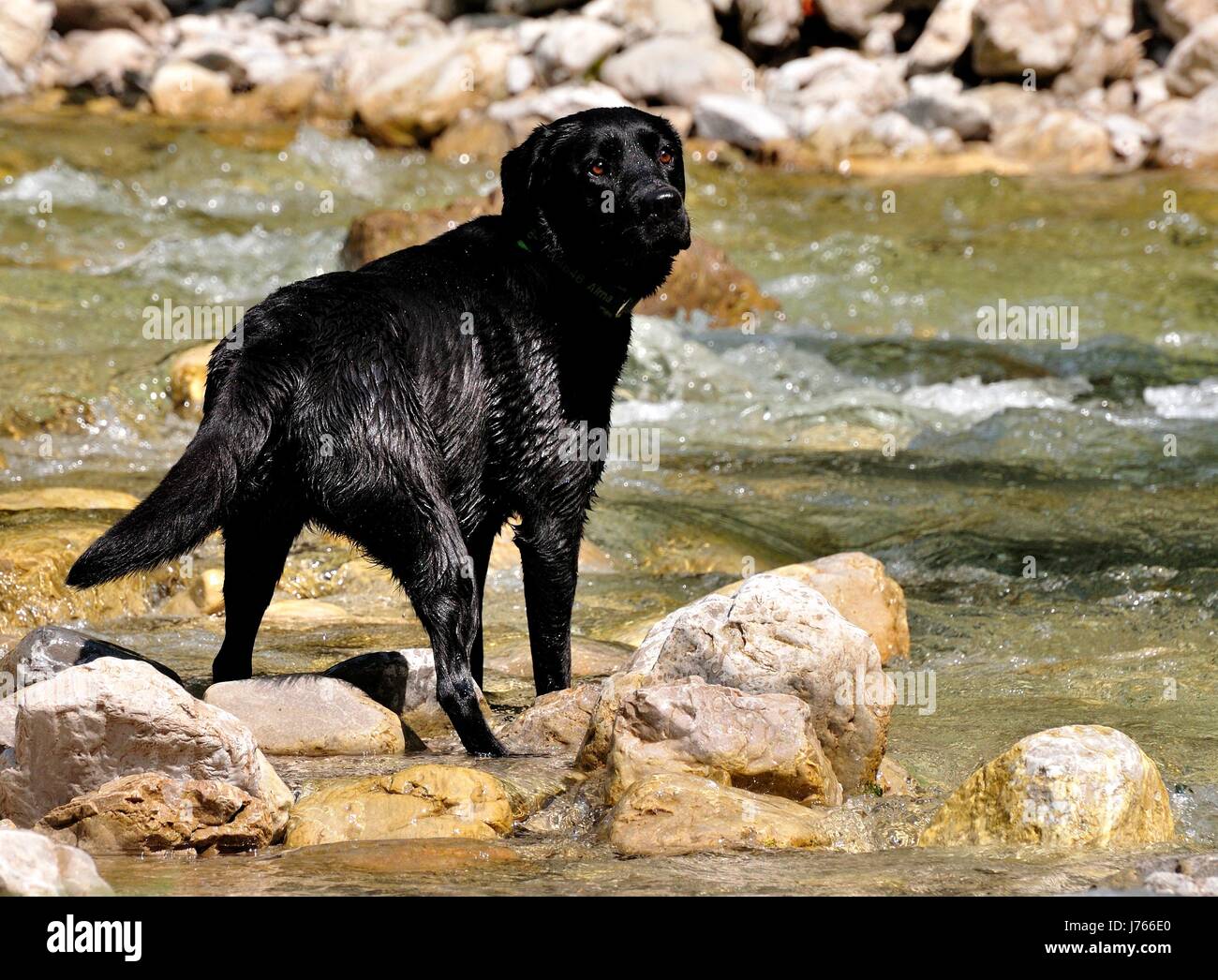 Labrador dans son élément iv Banque D'Images