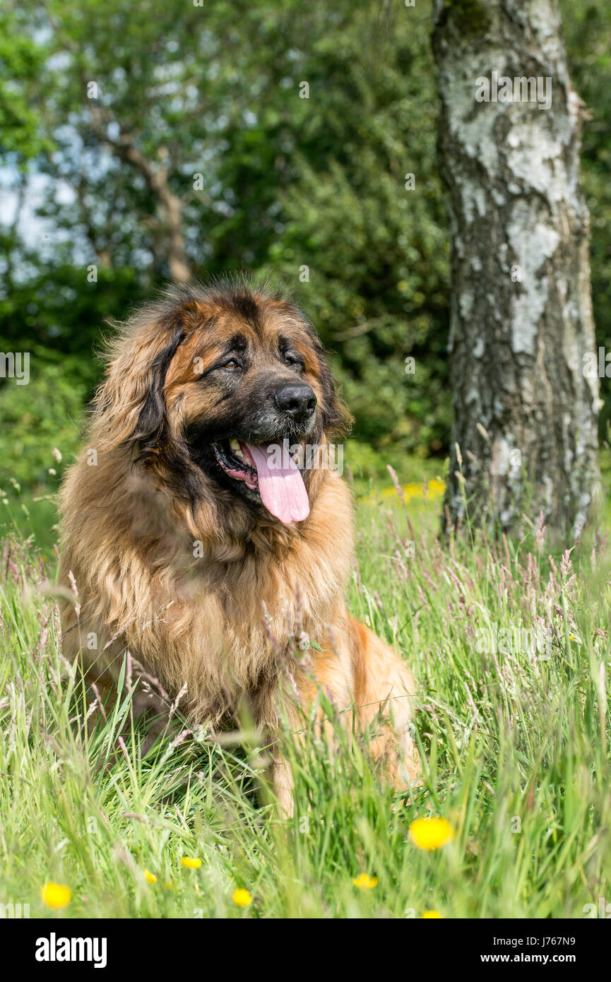 chiot-leonberger-banque-de-photographies-et-d-images-haute-r-solution