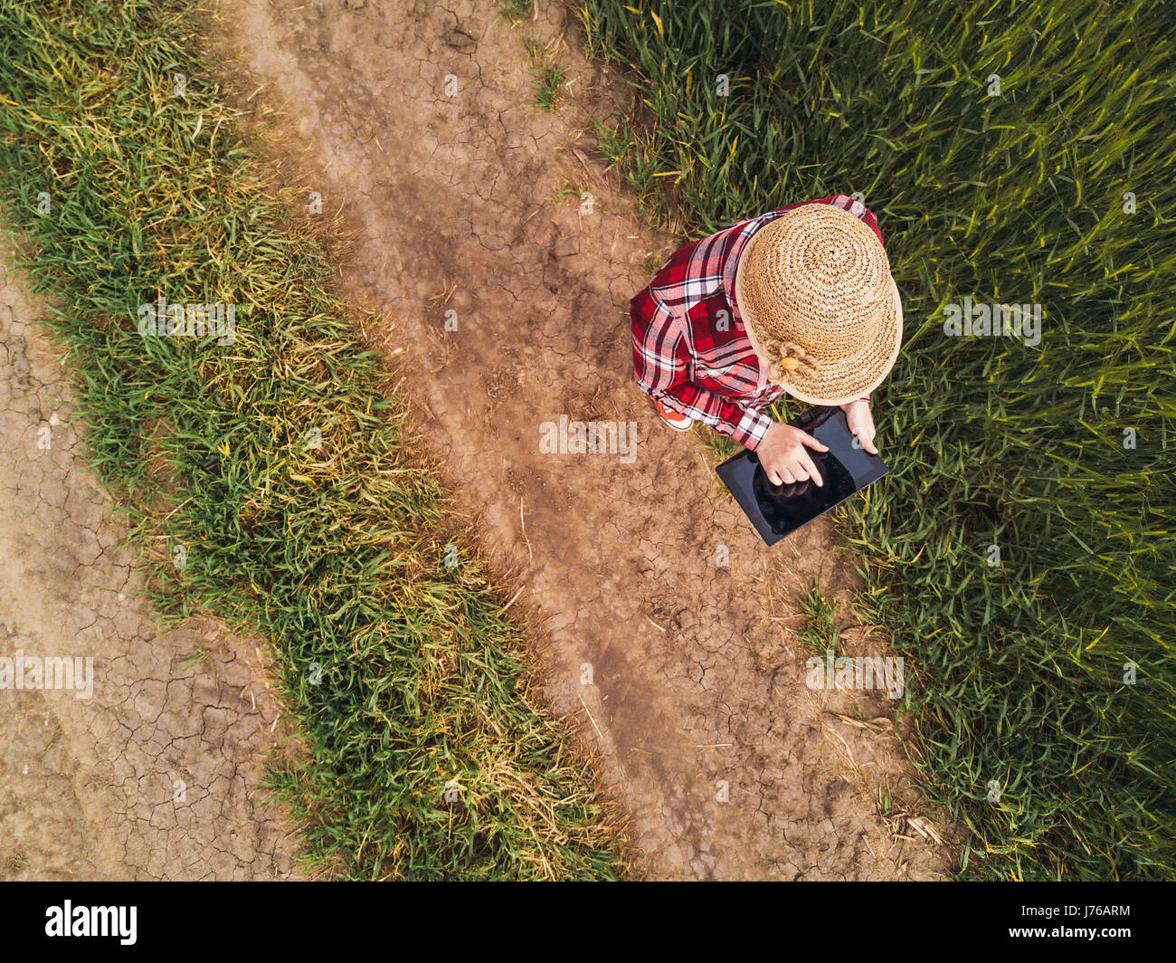 Female farmer using digital tablet computer in green wheat field, du point de vue de drones Banque D'Images