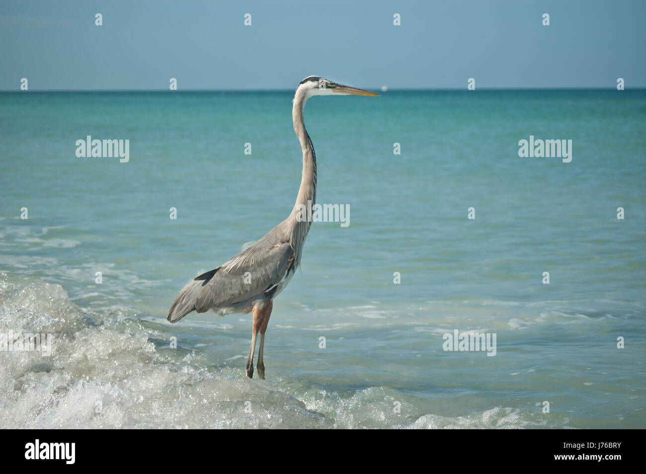 La plage de bord de plage d'oiseaux de mer d'eau salée heron mer océan eau nature Banque D'Images