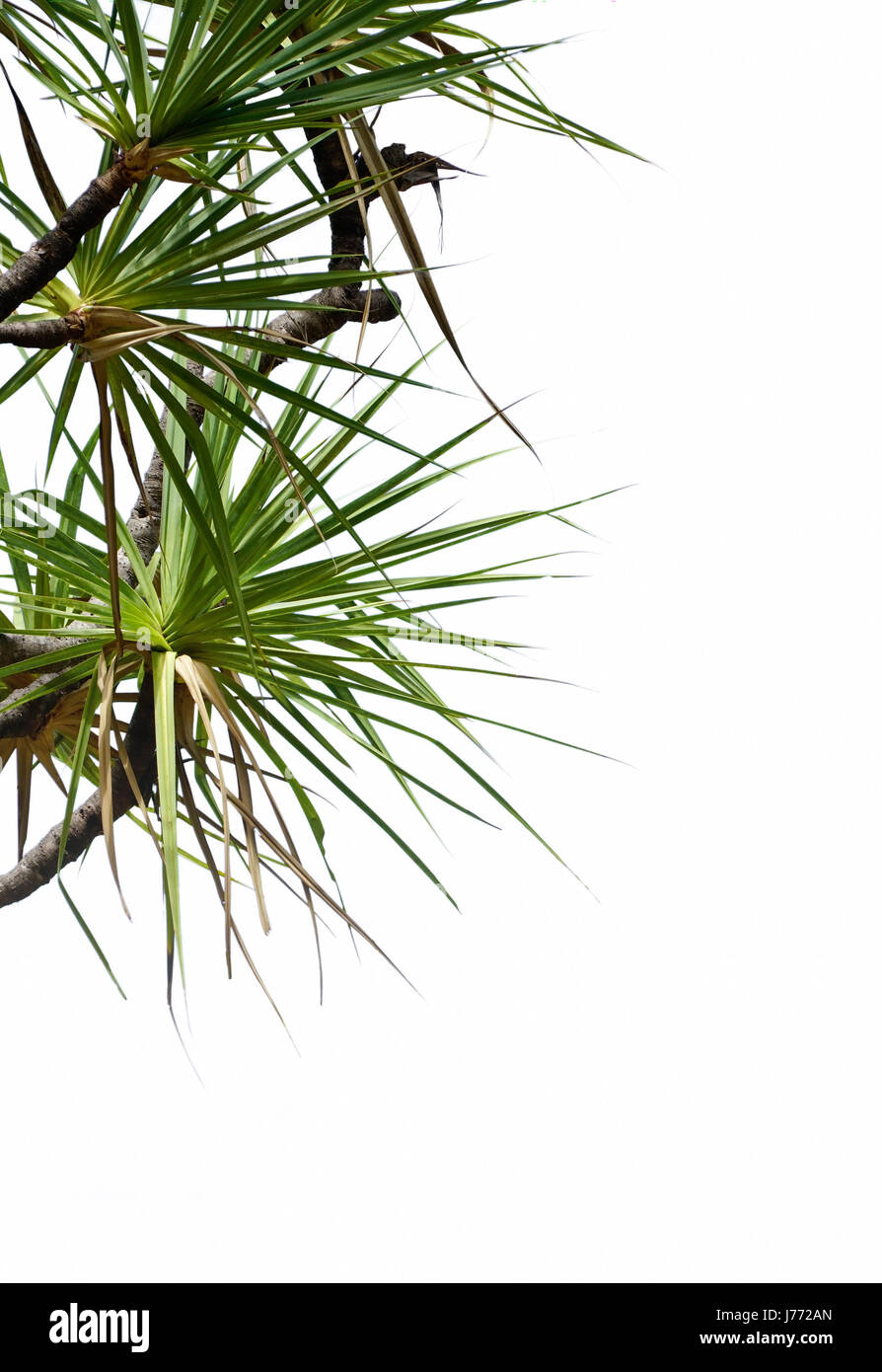 Pandanus arbre sur le côté de la page sur un fond blanc avec l'espace d'écriture Banque D'Images