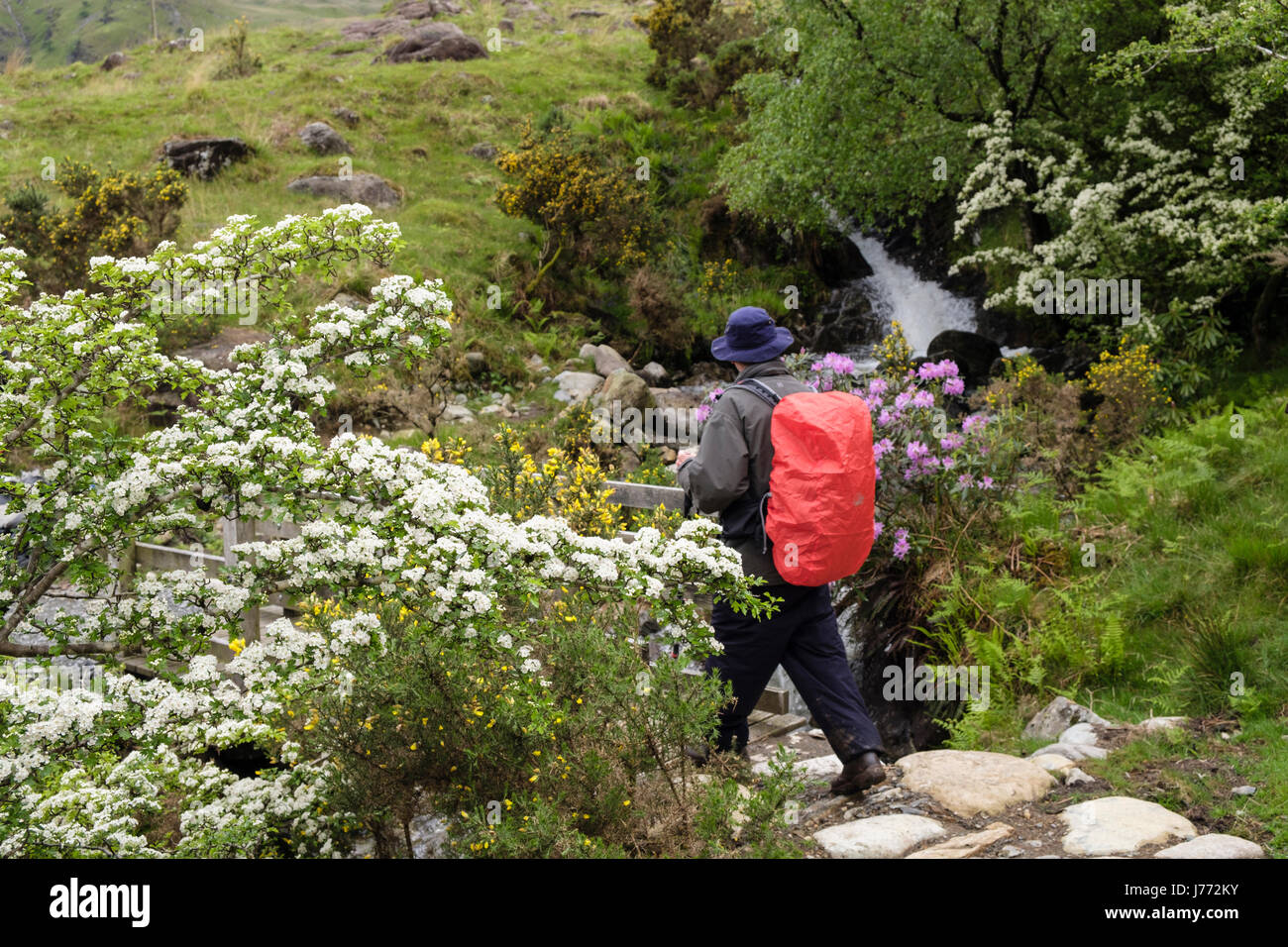 La floraison l'aubépine (Crataegus monogyna) Bush le long d'un sentier avec un randonneur randonnées au printemps. Mcg Dyli, Nant Gwynant, Gwynedd, Pays de Galles, Royaume-Uni, Angleterre Banque D'Images