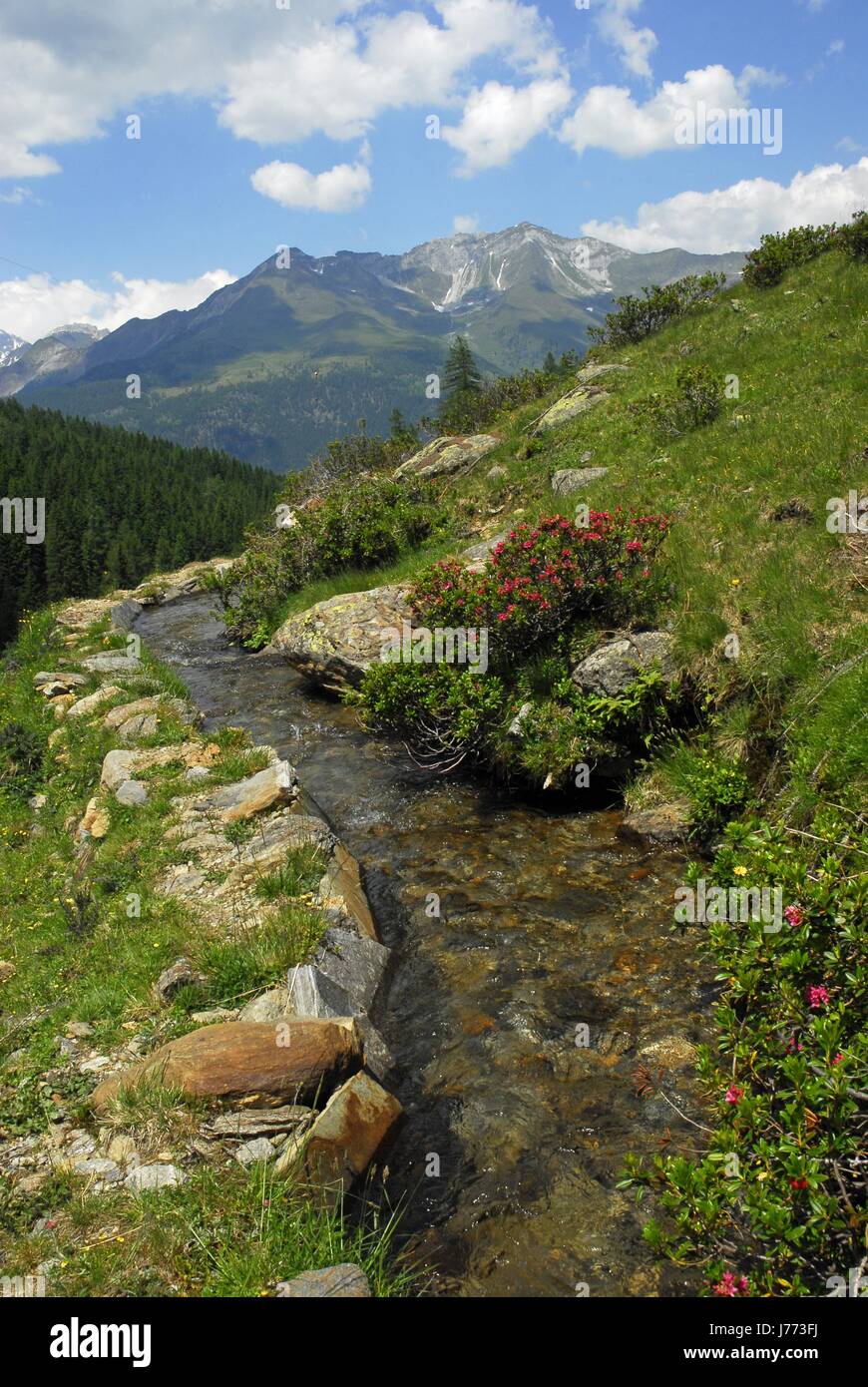 Alpes du Tyrol du sud plante fleur fleurs paysages de montagne campagne flux Banque D'Images