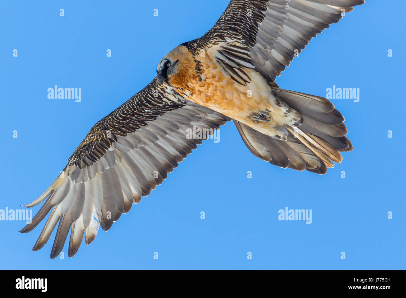 Portrait des adultes volants gypaète (LIC)) avec ciel bleu Banque D'Images