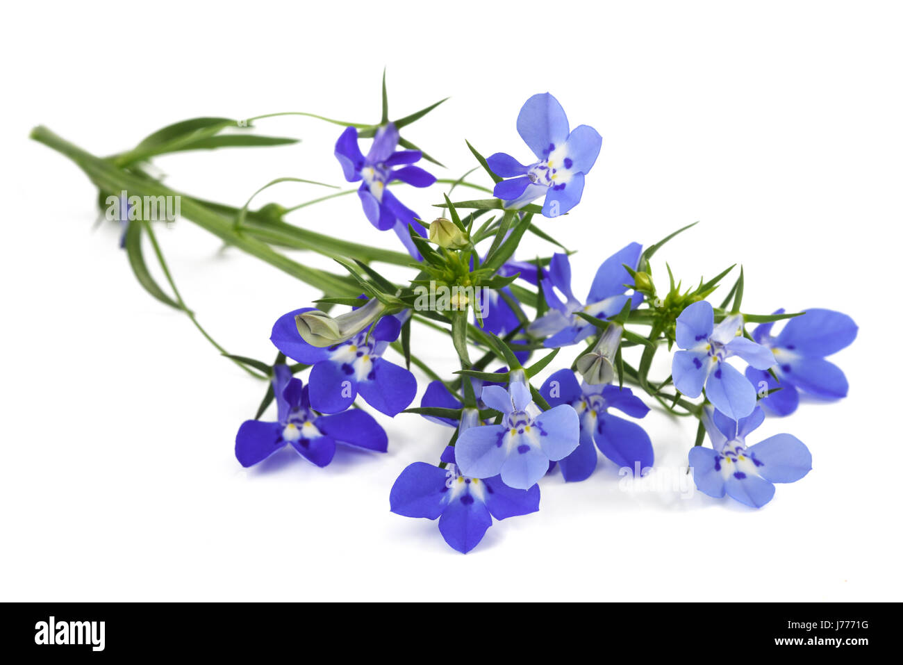 Fleurs Lobelia bleu isolé sur fond blanc. Banque D'Images Fleurs Lobelia bleu isolé sur fond blanc. Banque D'Images