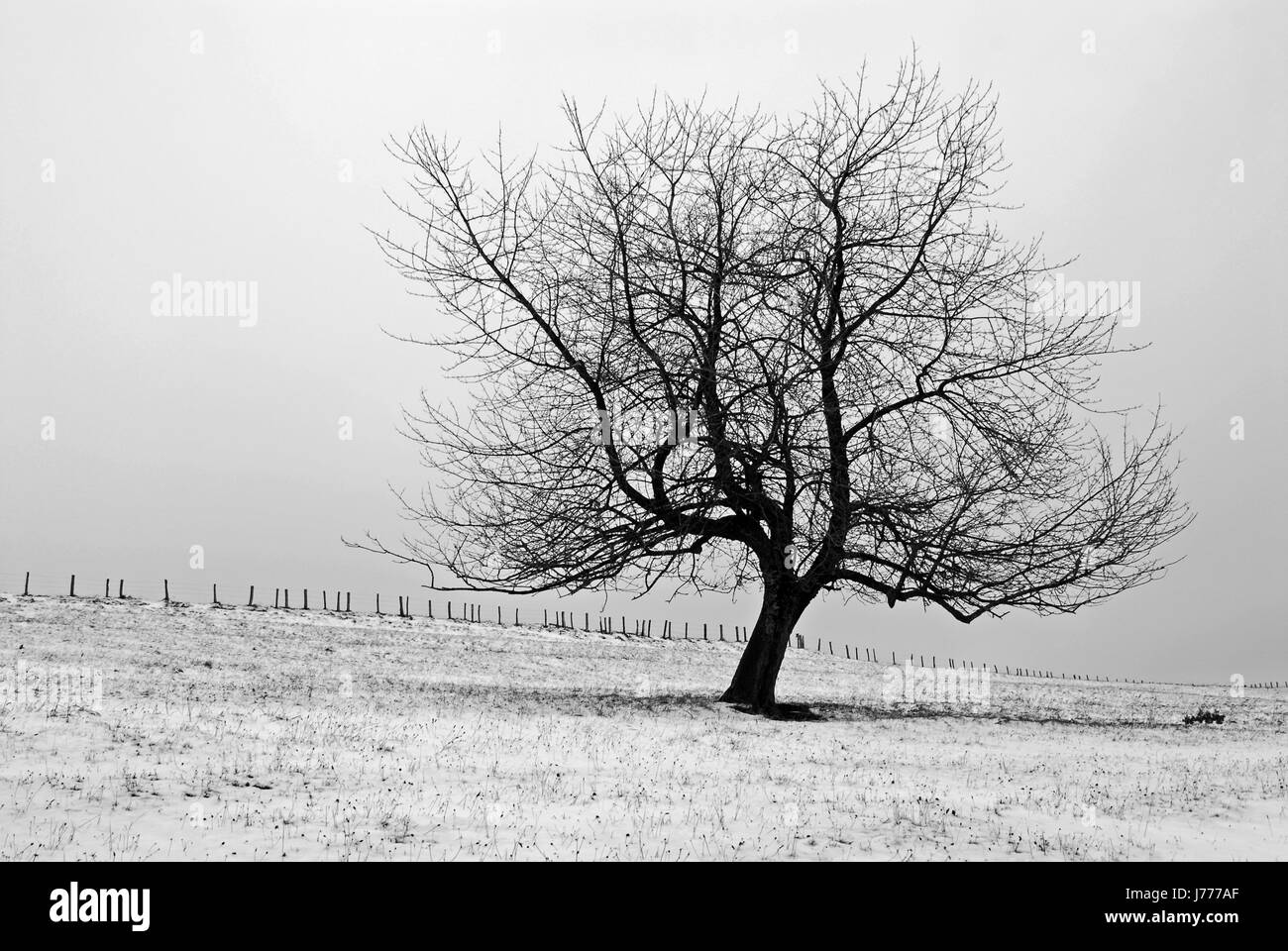 Seul arbre solitaire slim neige légère arides échalas maigre froid seul arbre mince Banque D'Images