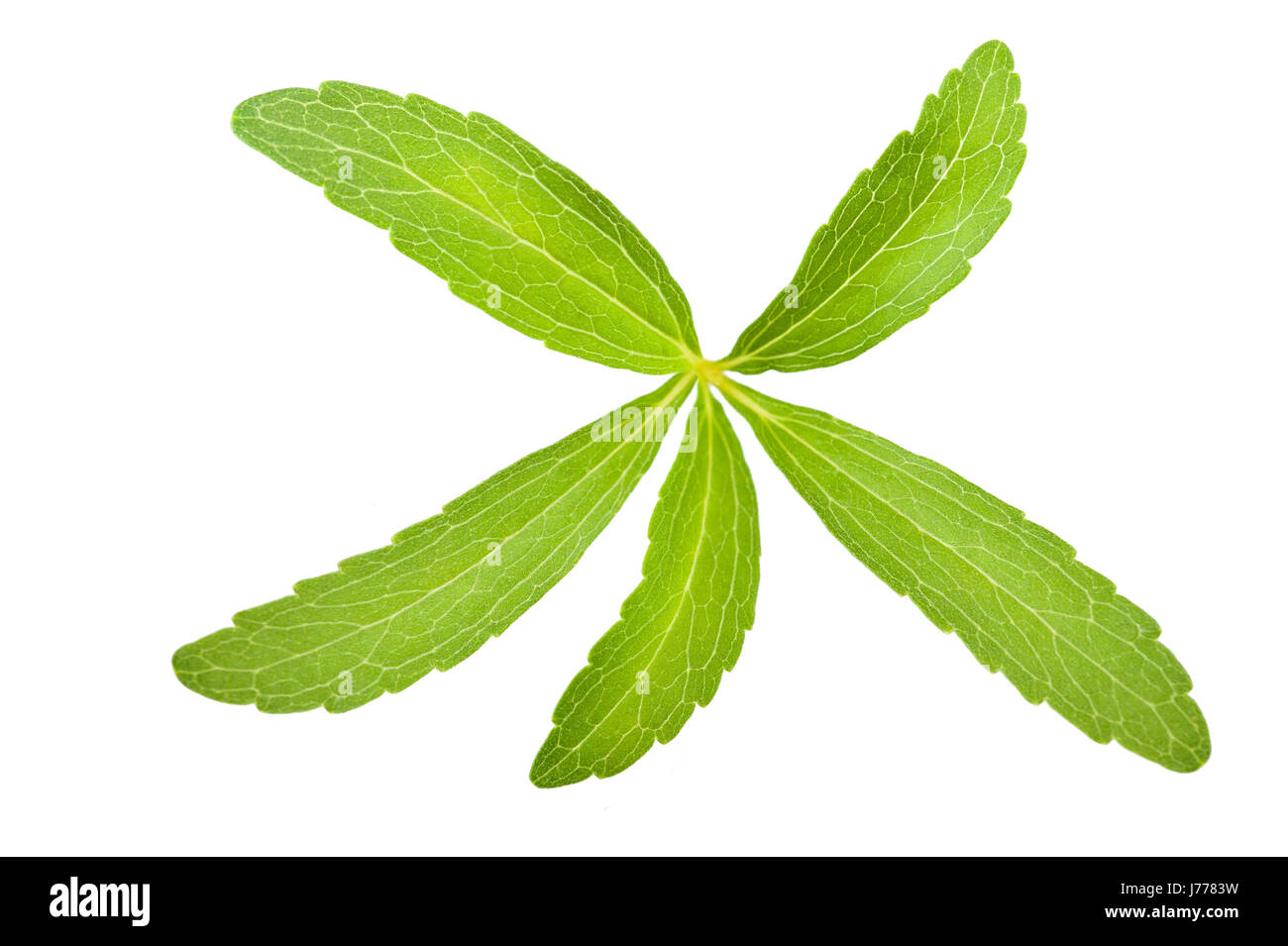 Direction générale de la stevia rebaudiana isolated on white Banque D'Images