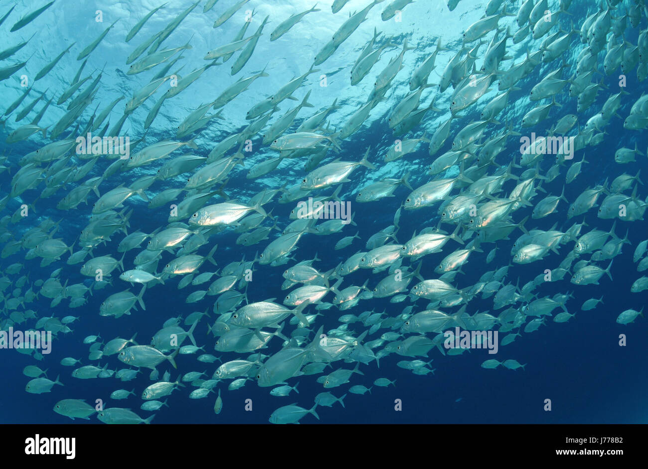Plongée Poissons Poissons Poissons Poissons Asie Maldives sous-marine formation contre-lumière Banque D'Images