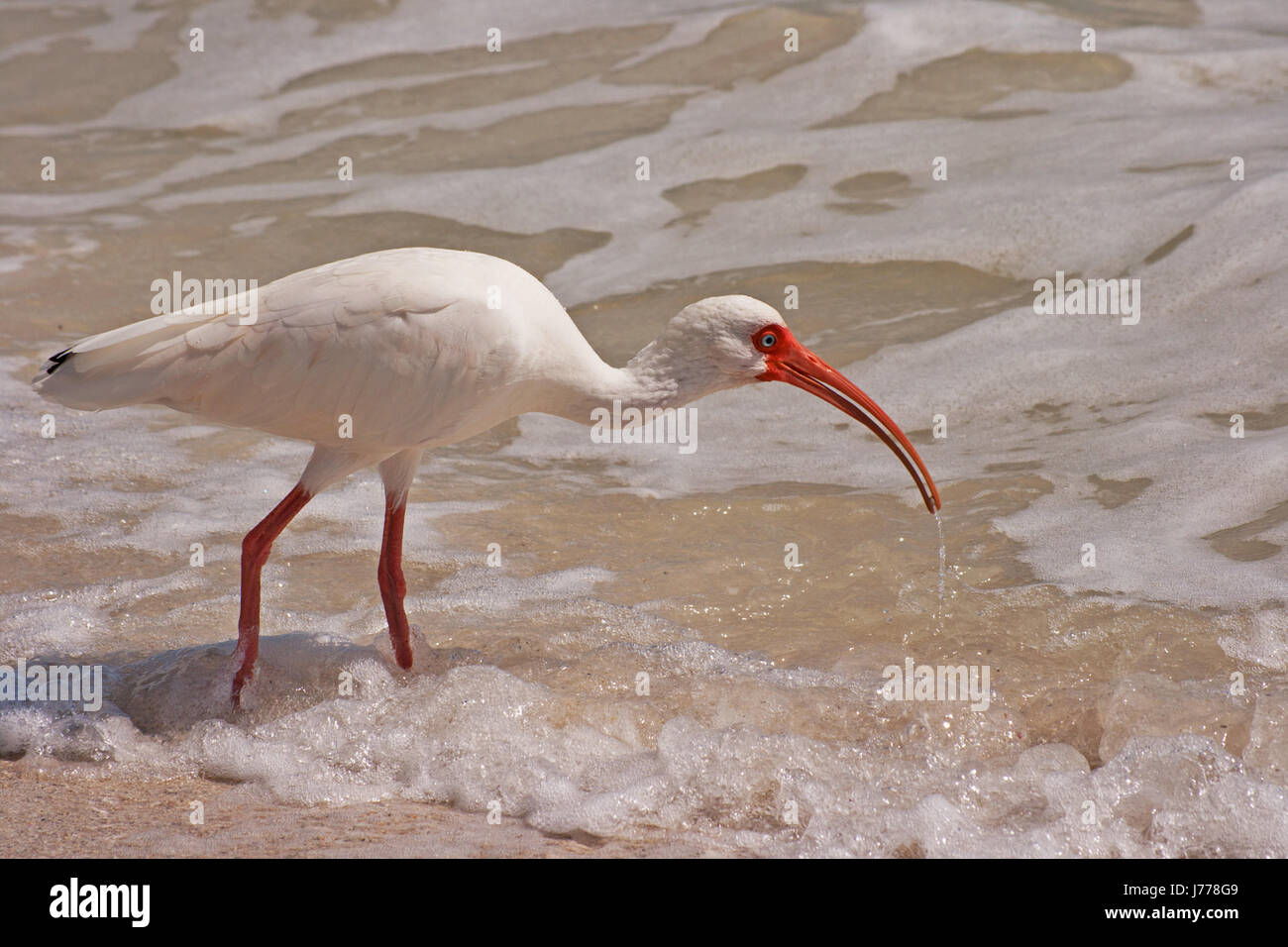 Oiseaux Oiseaux nord ibis ornithologie oiseaux de mer plage jambes la plage mer Banque D'Images