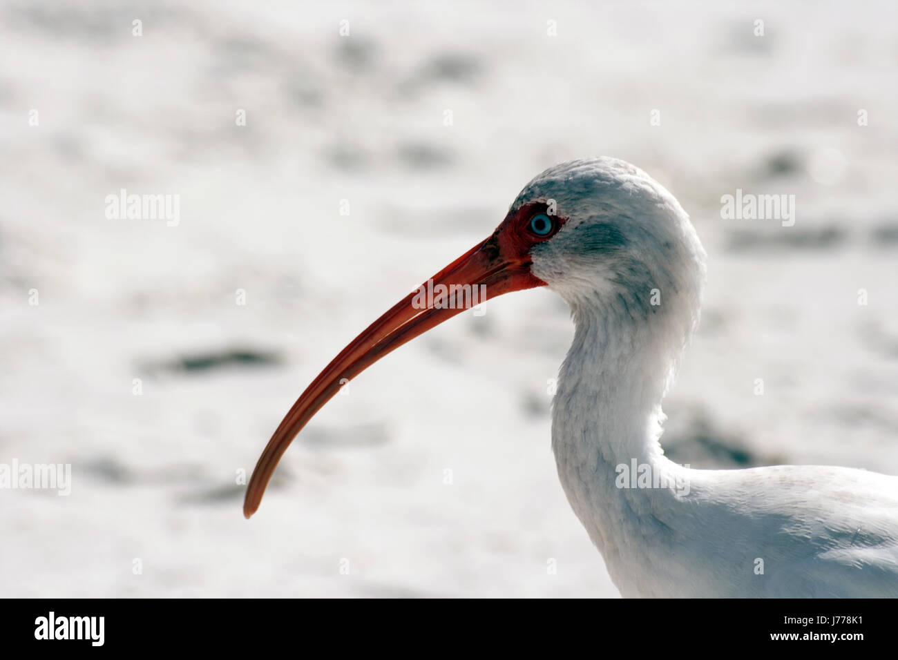 Oiseaux Oiseaux Ornithologie Oiseaux Ibis Jambes Portrait