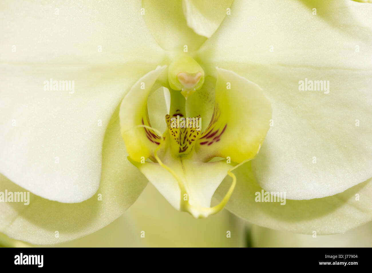 Orchid Banque D'Images