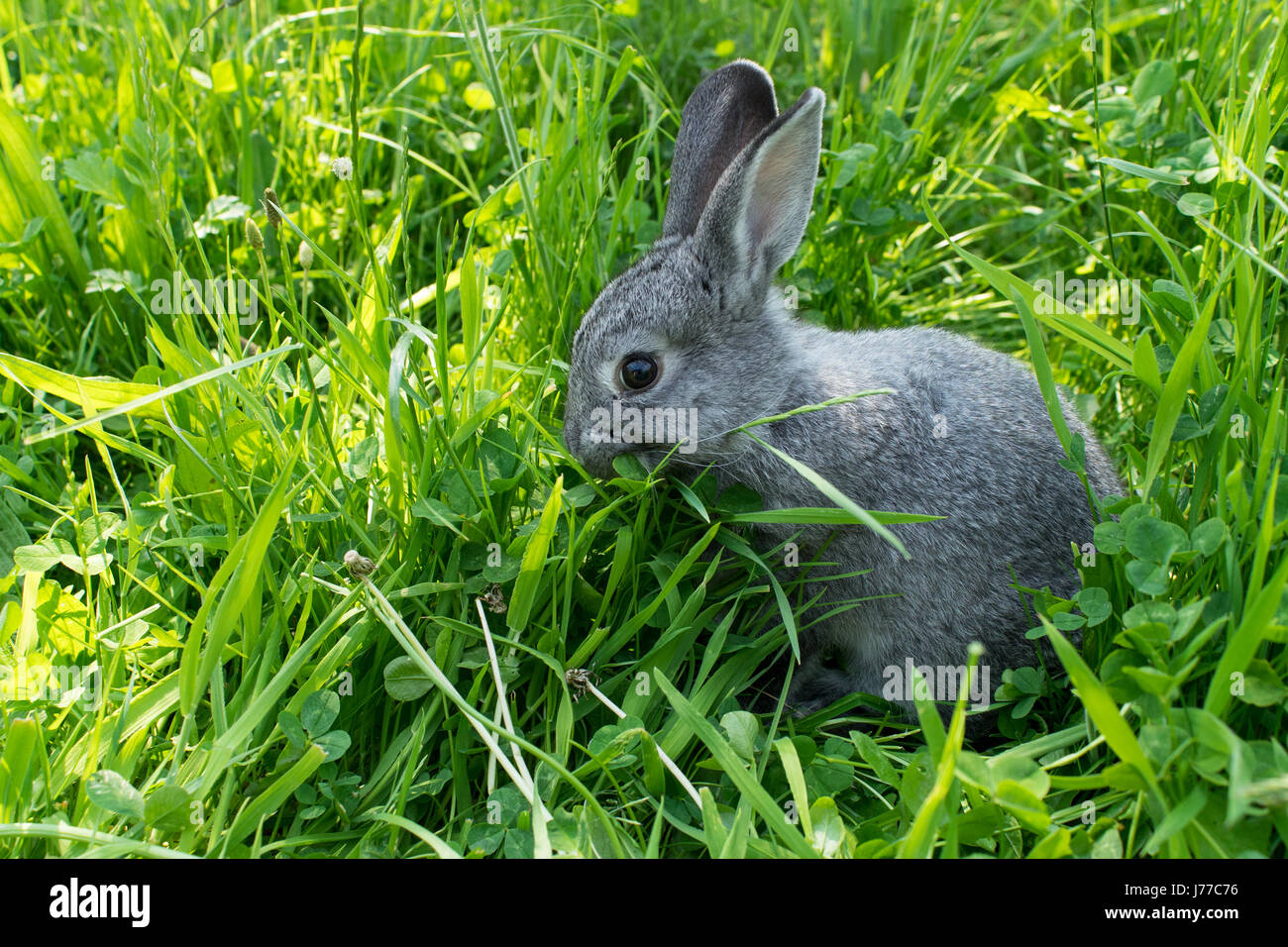 Lapin Gris sur le pré Banque D'Images