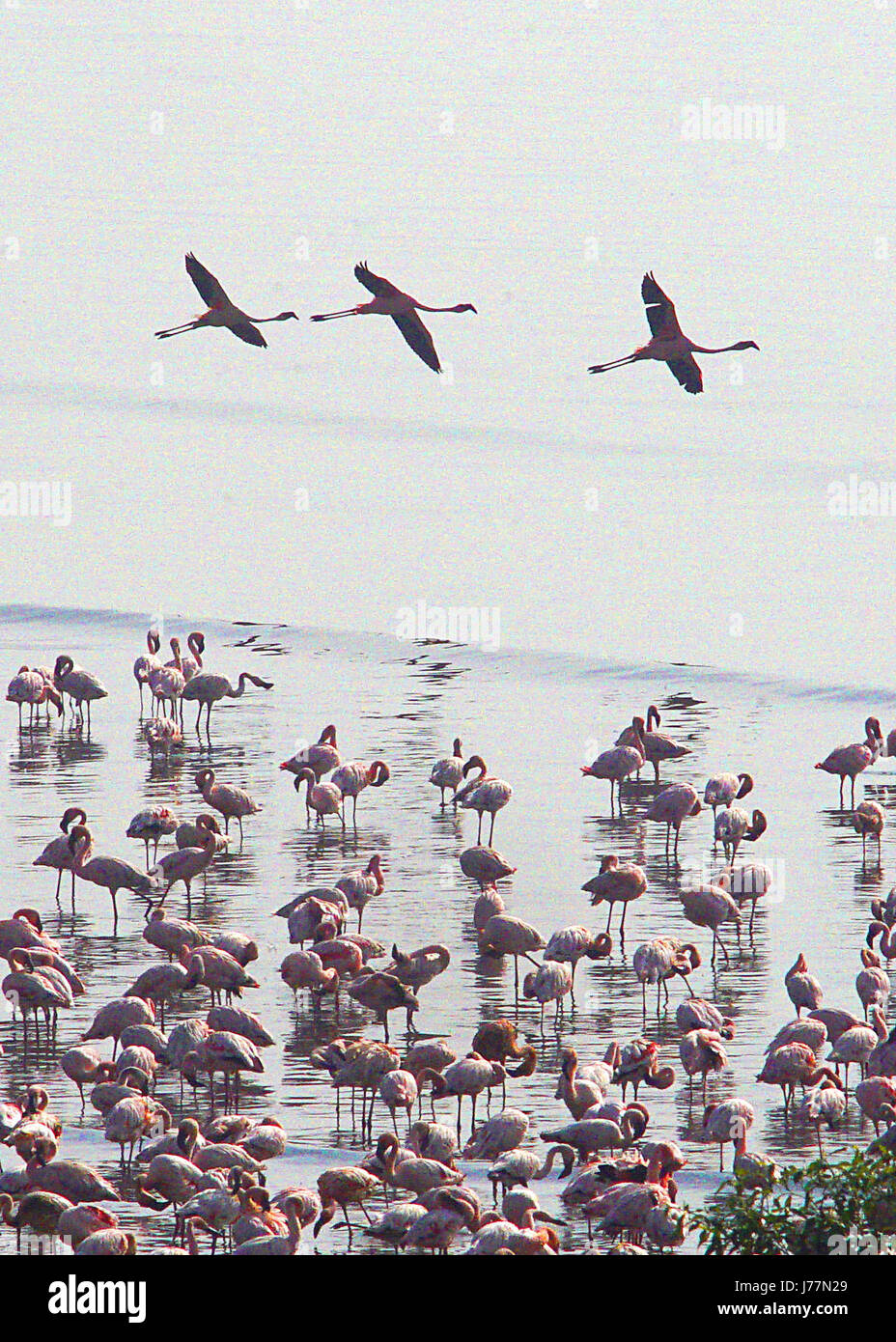 Mumbai, Maharashtra, Inde. 2e Février, 2015. 22 févr. 2017 - Mumbai - INDE.Flamants Roses volent au-dessus de la ville de Mumbai à l'aube. Credit : Subhash Sharma/ZUMA/Alamy Fil Live News Banque D'Images