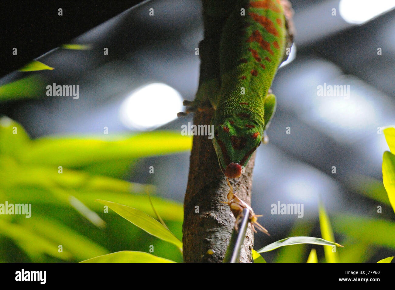 (170524) -- SINGAPOUR, 24 mai 2017 (Xinhua) -- un gecko géant de Madagascar jour s'expose à la nouvelle version de l'exposition de reptiles au Zoo de Singapour le 24 mai 2017. Le zoo de Singapour a tenu un aperçu du média le mercredi et a invité un groupe d'enfants pour voir sa dernière pièce RepTopia qui ouvre aux visiteurs du 27 mai. (Xinhua/puis Chih Wey) (zy) Banque D'Images