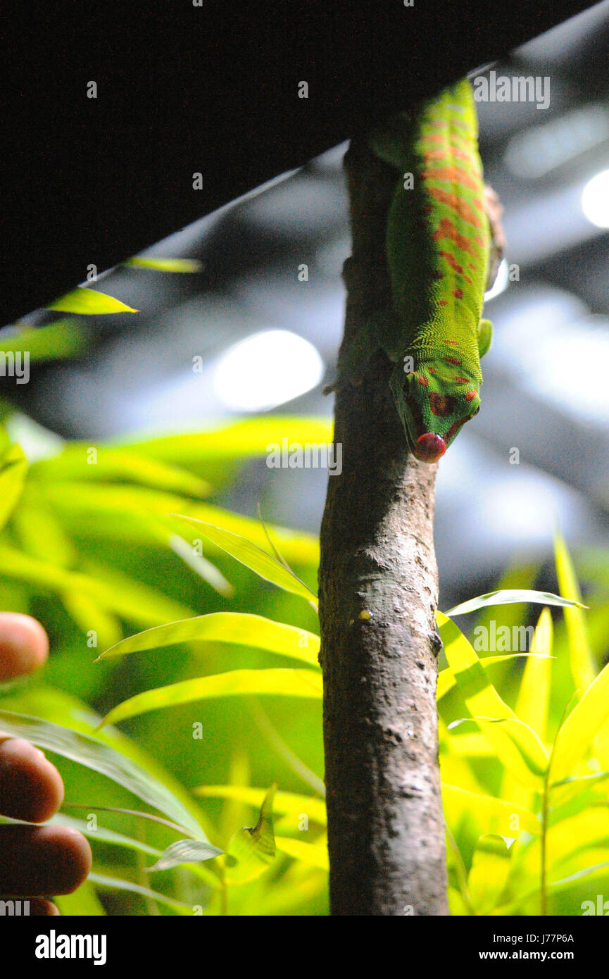 (170524) -- SINGAPOUR, 24 mai 2017 (Xinhua) -- un gecko géant de Madagascar jour s'expose à la nouvelle version de l'exposition de reptiles au Zoo de Singapour le 24 mai 2017. Le zoo de Singapour a tenu un aperçu du média le mercredi et a invité un groupe d'enfants pour voir sa dernière pièce RepTopia qui ouvre aux visiteurs du 27 mai. (Xinhua/puis Chih Wey) (zy) Banque D'Images