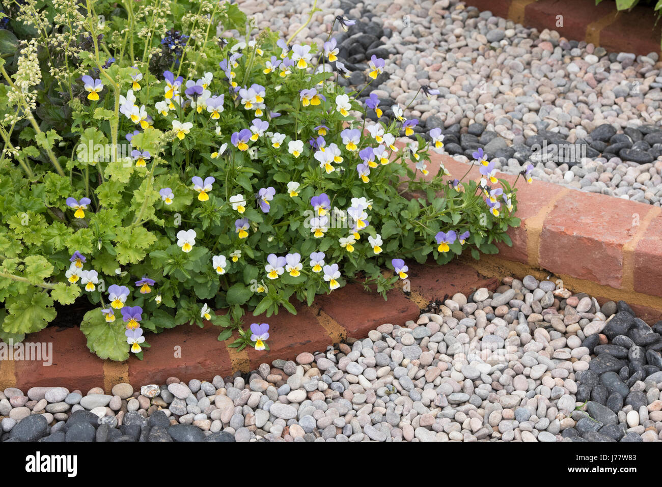 Viola 'Sorbet Frost' jaune des fleurs sur le bord d'un chemin de jardin. UK Banque D'Images