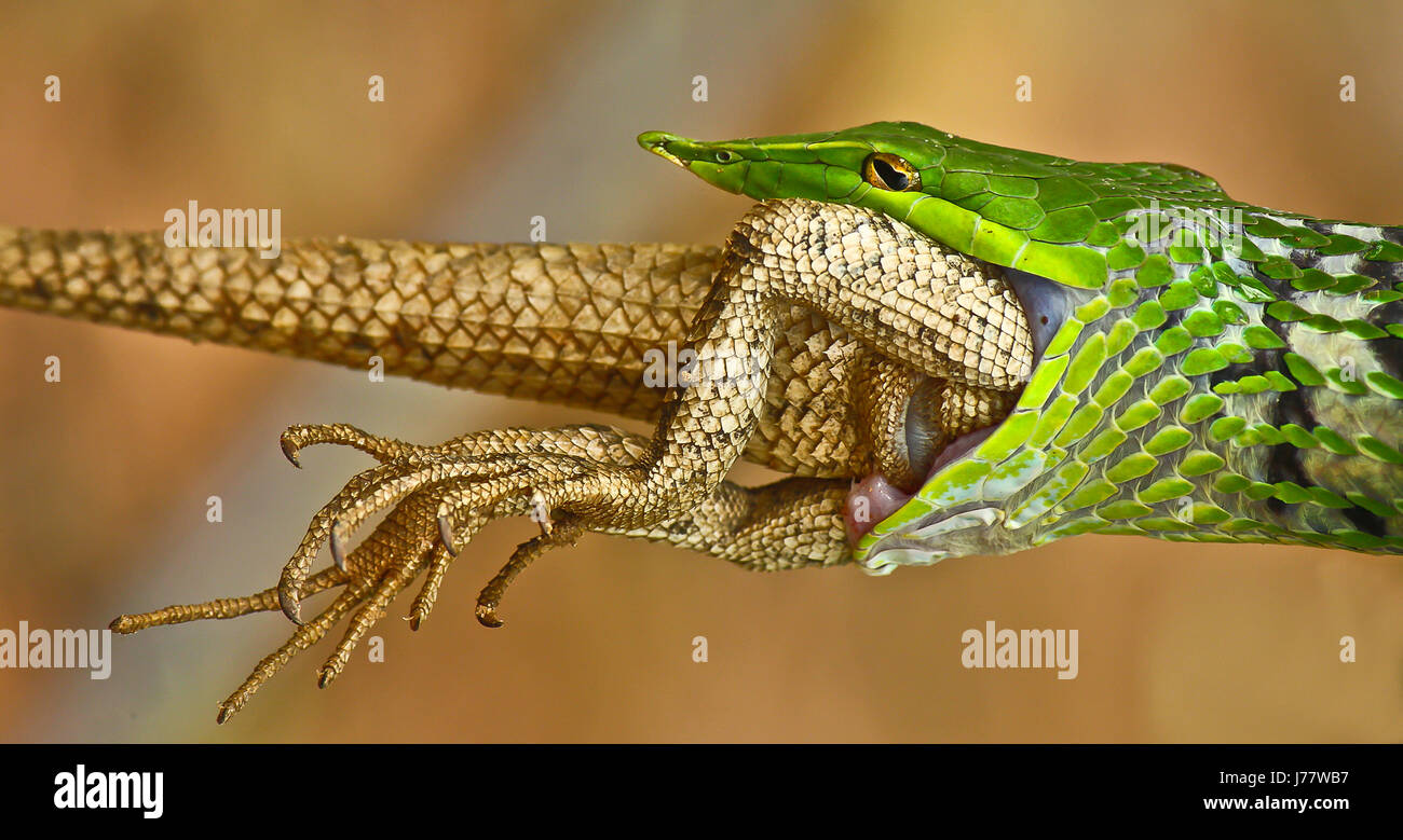 Un serpent de vigne verte datant d'un lézard - Jardin Banque D'Images