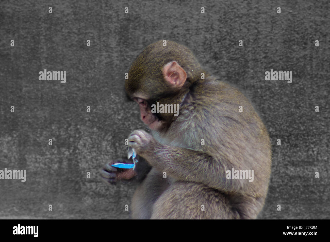 Singe Mignon Banque De Photographies Et D Images A Haute Resolution Alamy