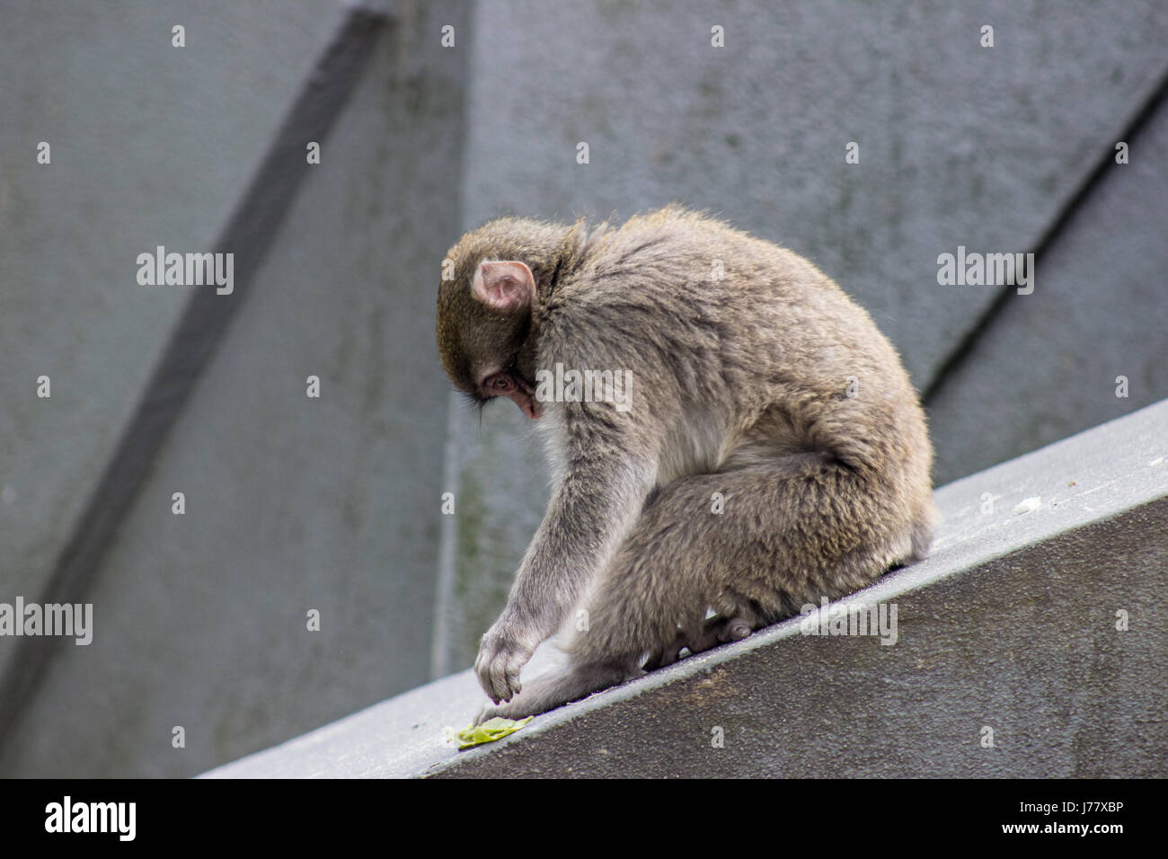 Singe Mignon Banque De Photographies Et D Images A Haute Resolution Alamy