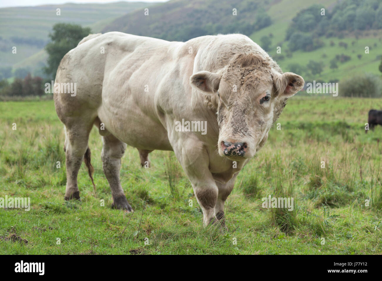 Bull au Yorkshire Banque D'Images