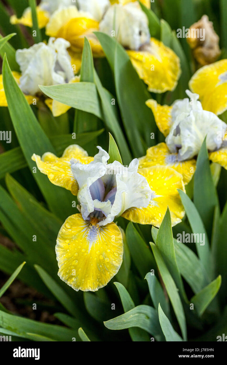 Iris barbata nana bijoux Standard Dwarf Bearded Iris fleur miniature Banque D'Images