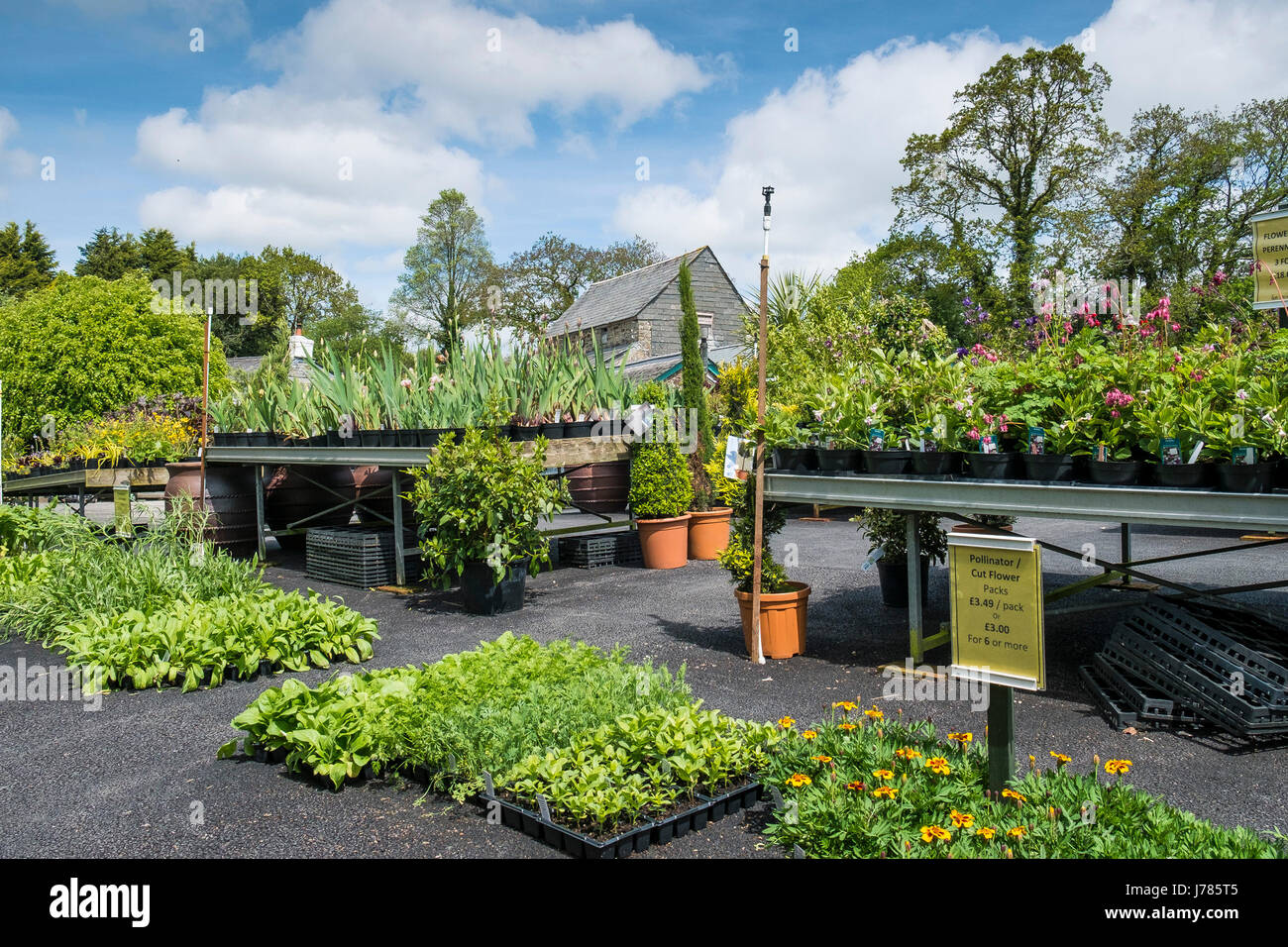 Les plantes en vente dans un centre de jardinage ou de pépinière. Banque D'Images