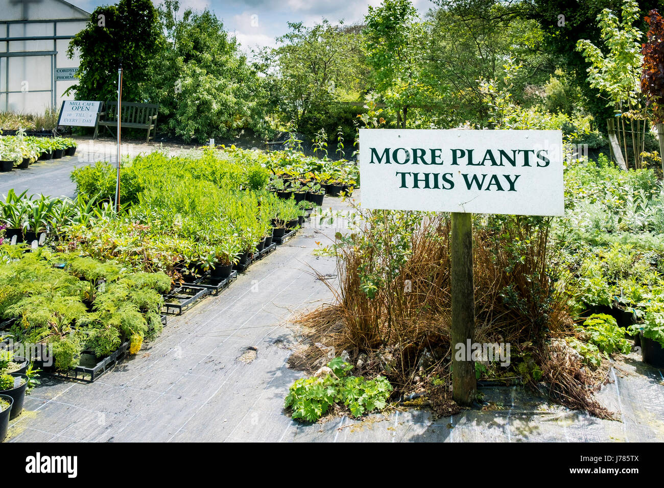 Les plantes en vente dans un centre de jardinage ou de pépinière. Banque D'Images