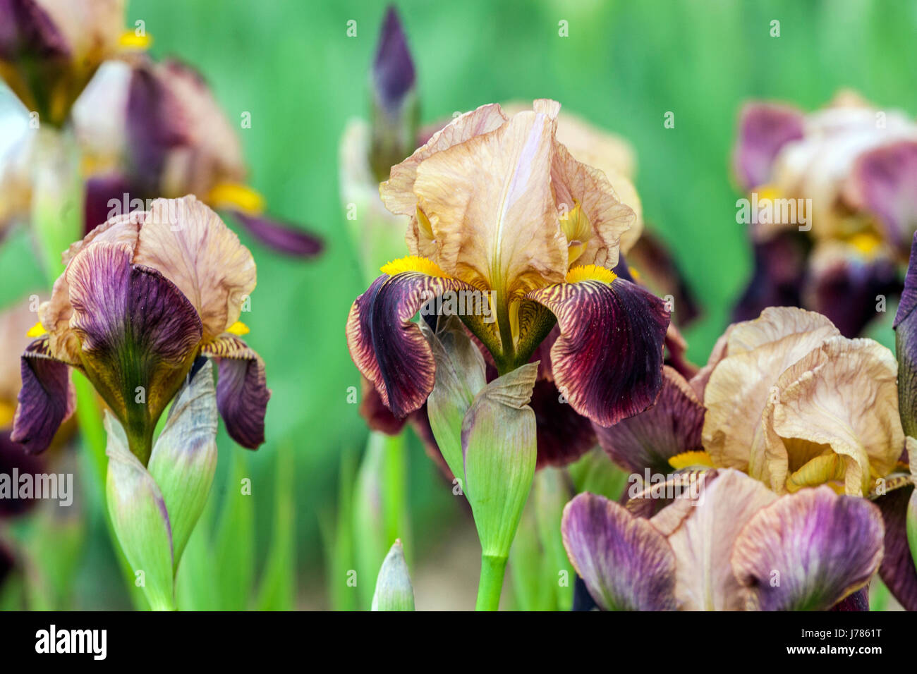 Iris barbata nana nana Iris 'abélard' standard nain barbu Banque D'Images