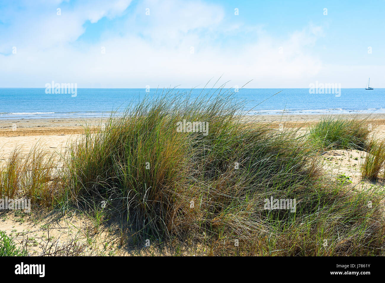 Vue sur la plage. Les plantes qui poussent sur la dune. Mer et Ciel bleu avec des nuages. Paysage d'été. Banque D'Images