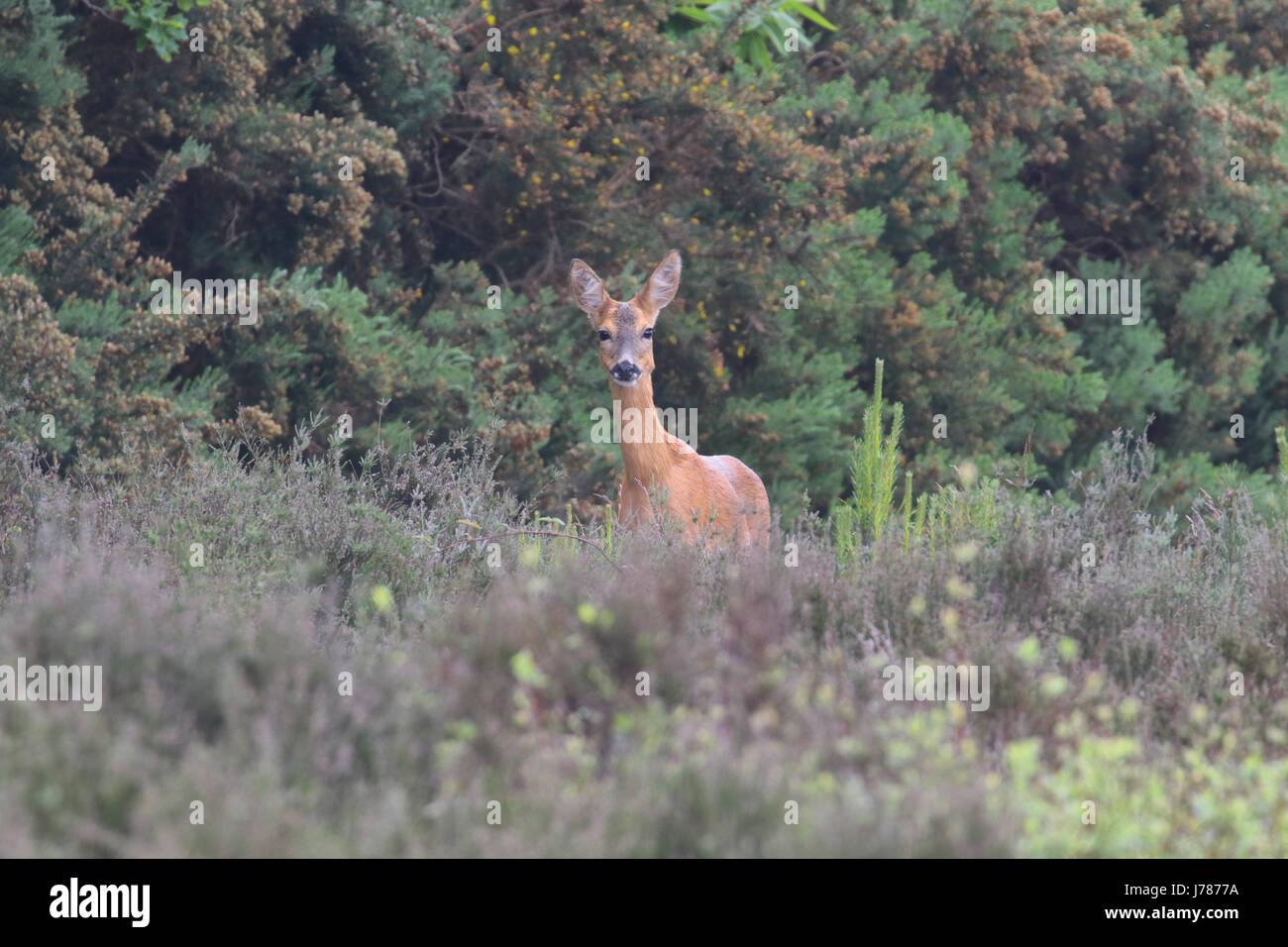 Repéré par red deer au Caesars Camp Swinley Forest près de Bracknell Berkshire UK Banque D'Images