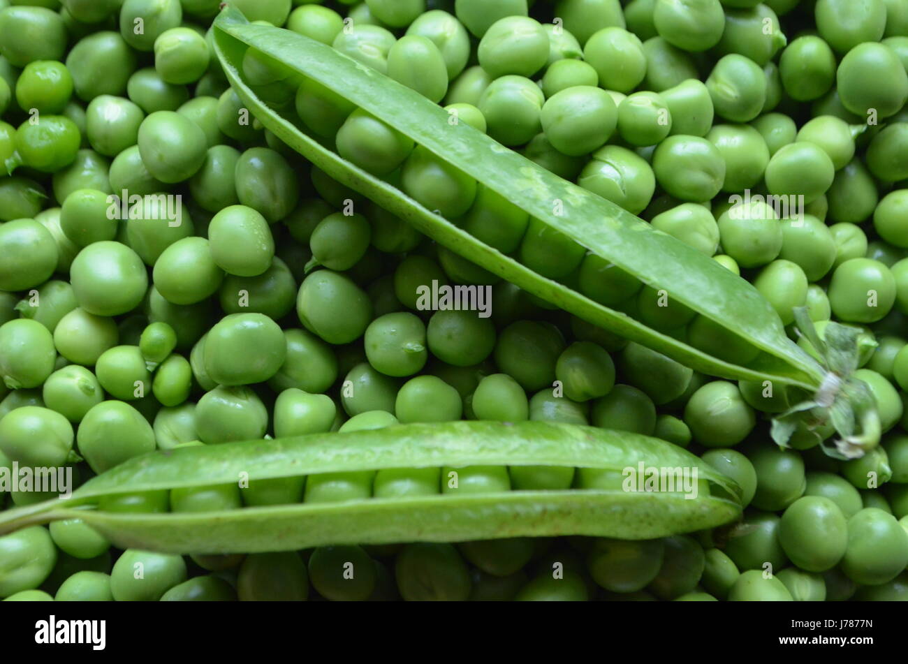 Les gousses de pois verts Banque D'Images