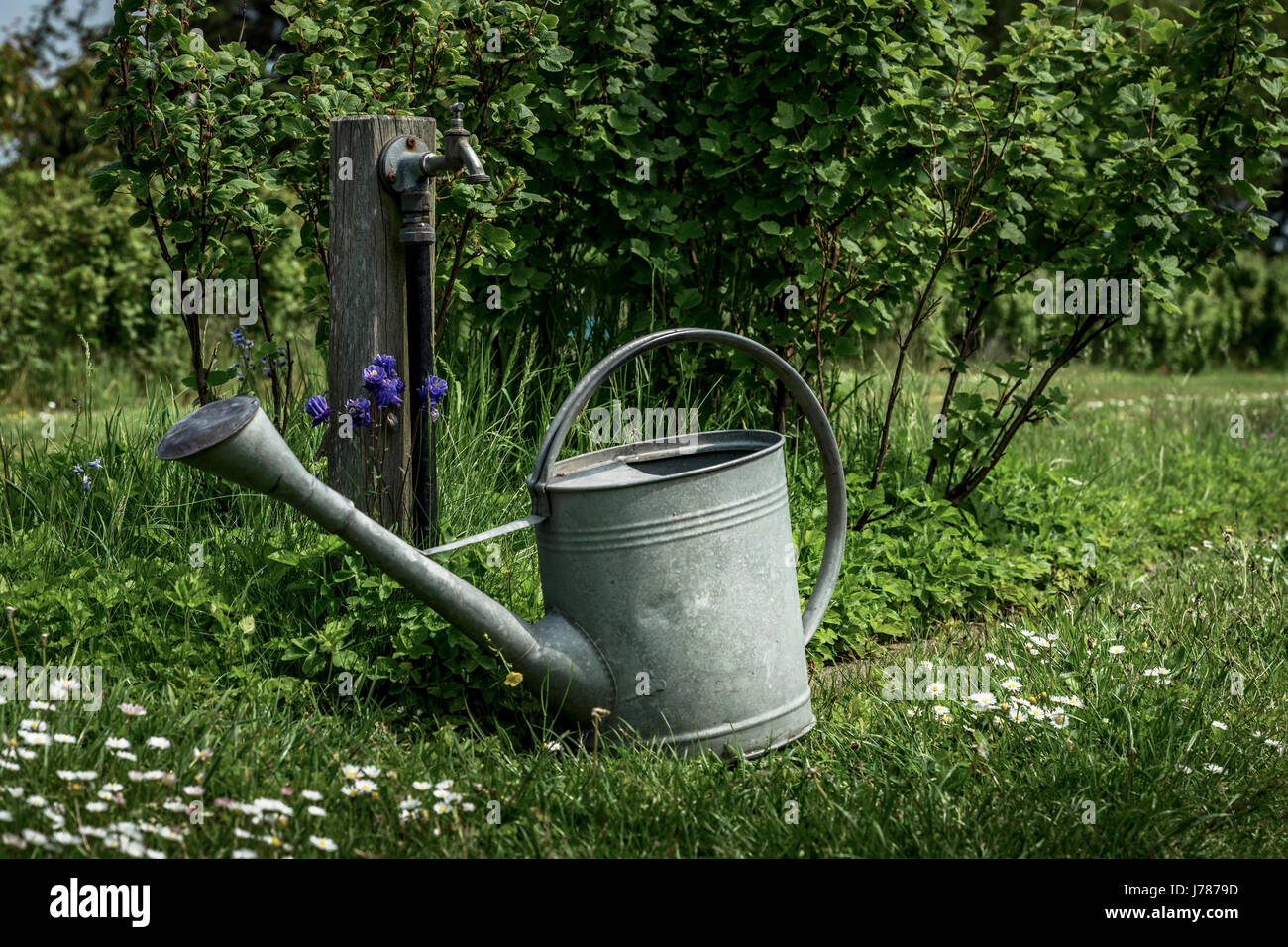 Un robinet d'eau et d'arrosage dans le jardin, à côté de marguerites Photo  Stock - Alamy