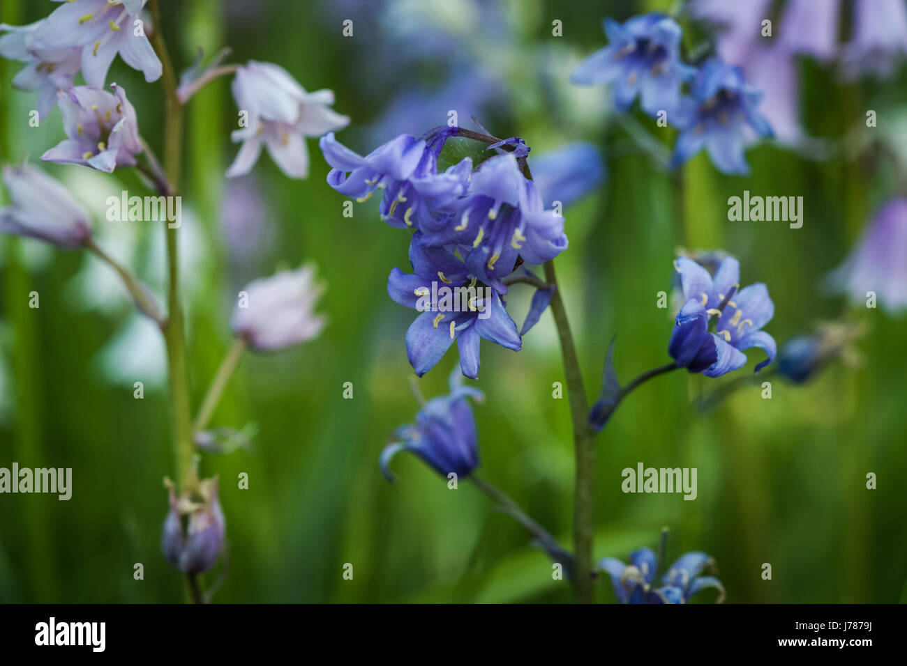 Close up de bleu et blanc fleurs sauvages Banque D'Images