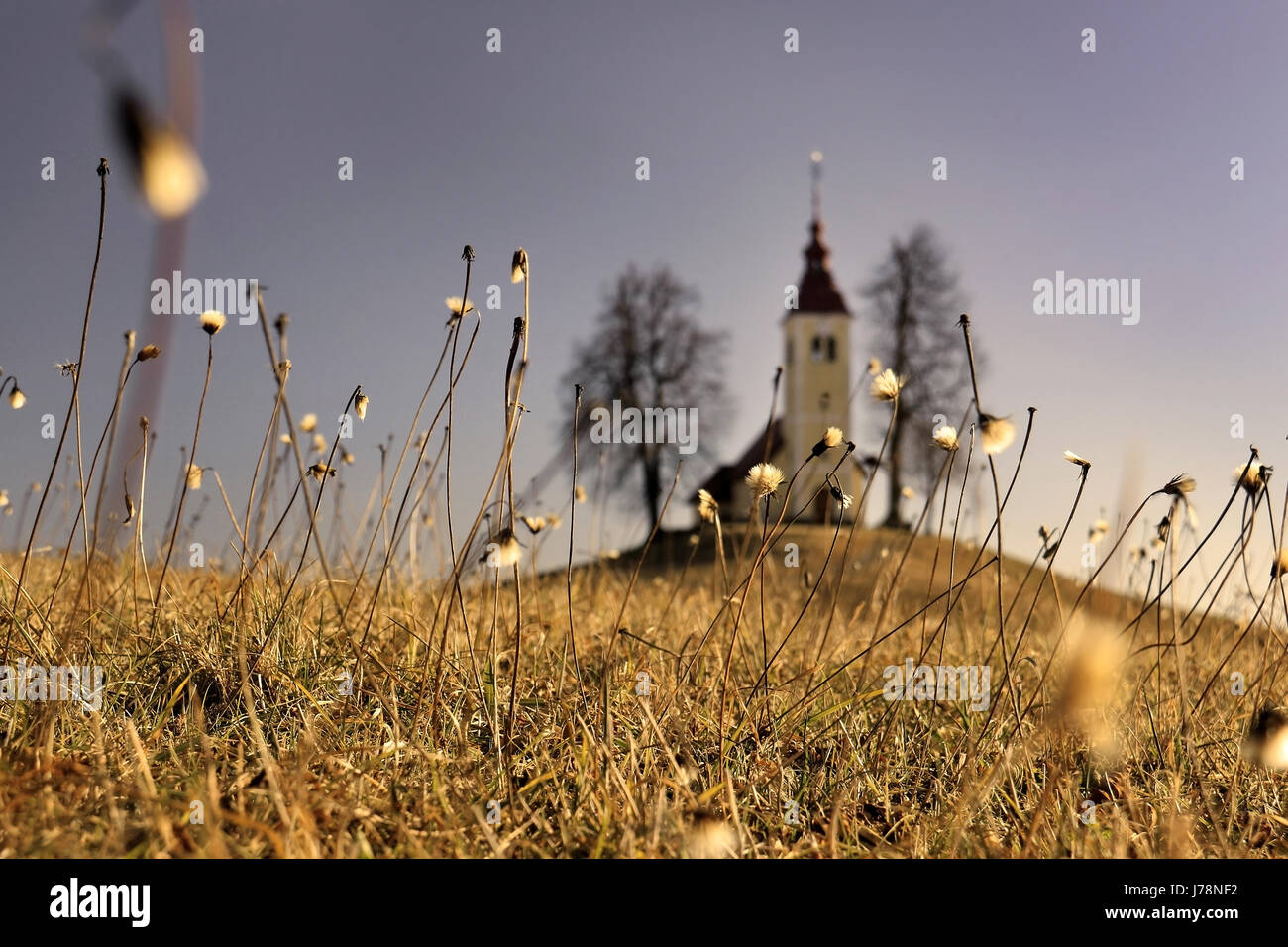 L'église de Saint Thomas en Slovénie derrière floue de l'herbe. Banque D'Images