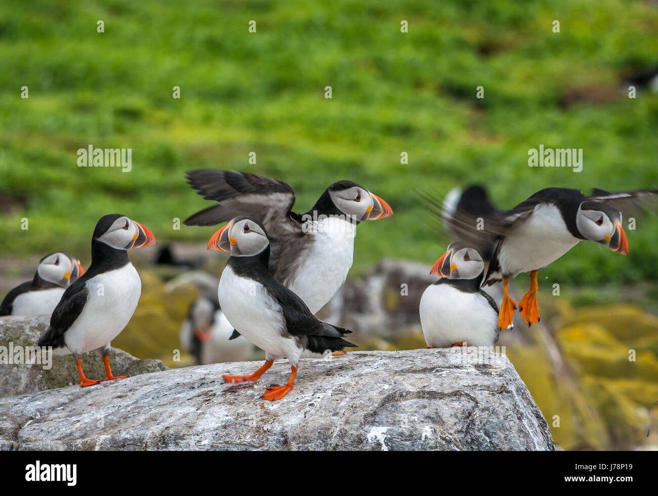 Gros plan d'un groupe de macareux de l'Atlantique sur une perce de roche, Fratercula arctica, dans l'île de Farne, Northumberland Banque D'Images