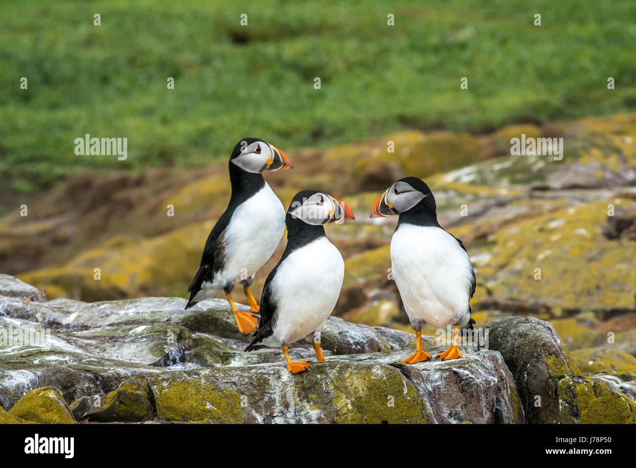 Close up de trois macareux moines (Fratercula arctica oeil attentif sur une barre rocheuse sur l'île de Farne intérieure, Northumberland, England, UK Banque D'Images